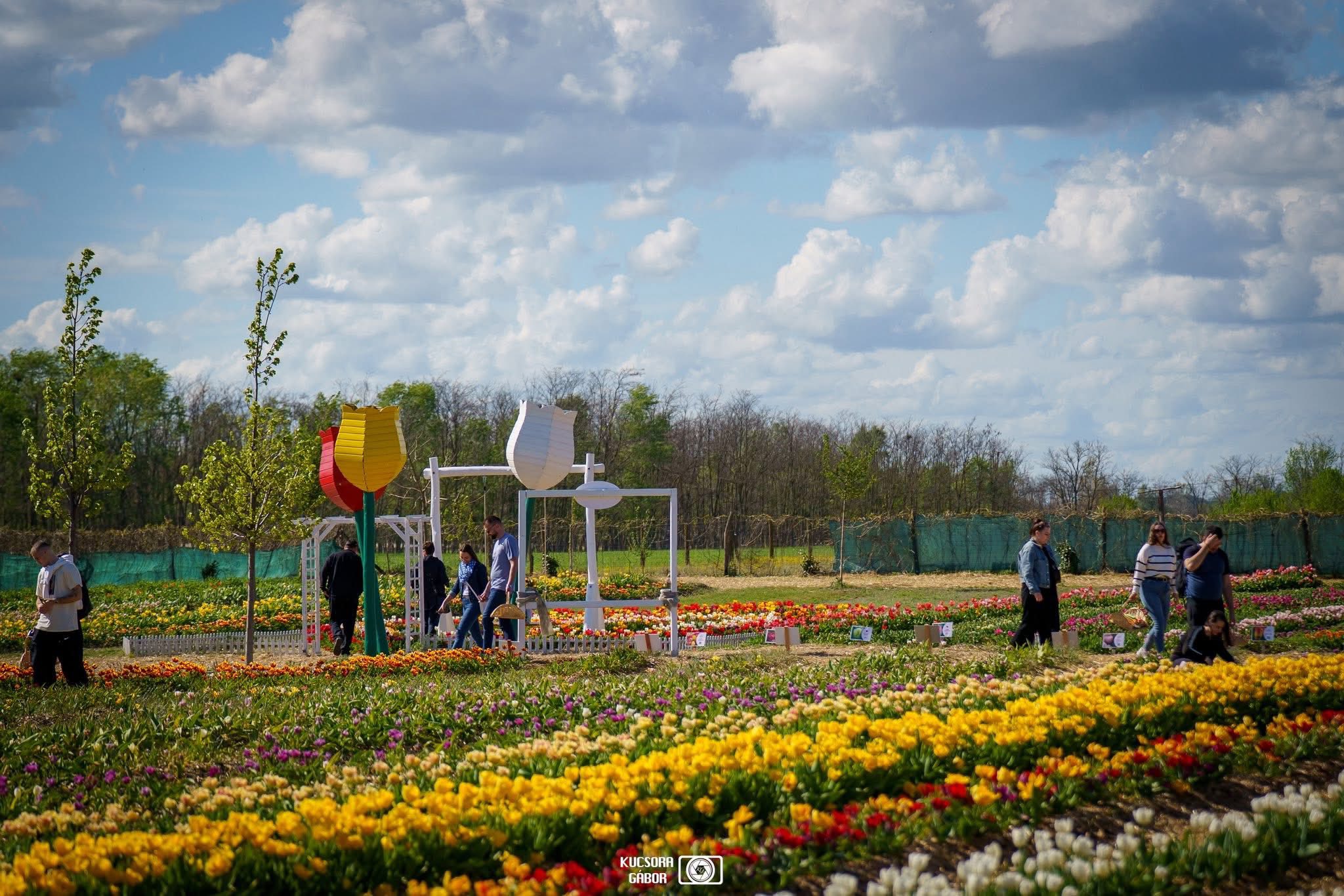TulipGarden Mórahalom (5)