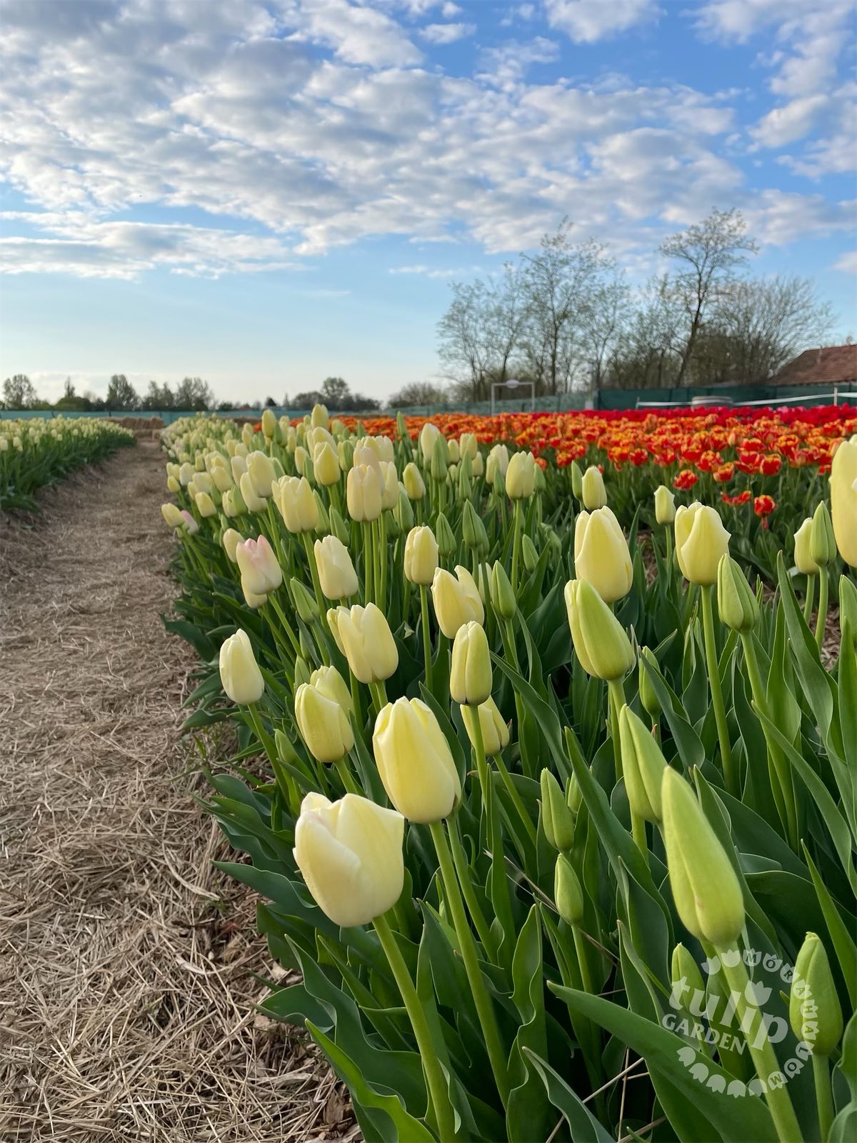 TulipGarden Mórahalom (7)