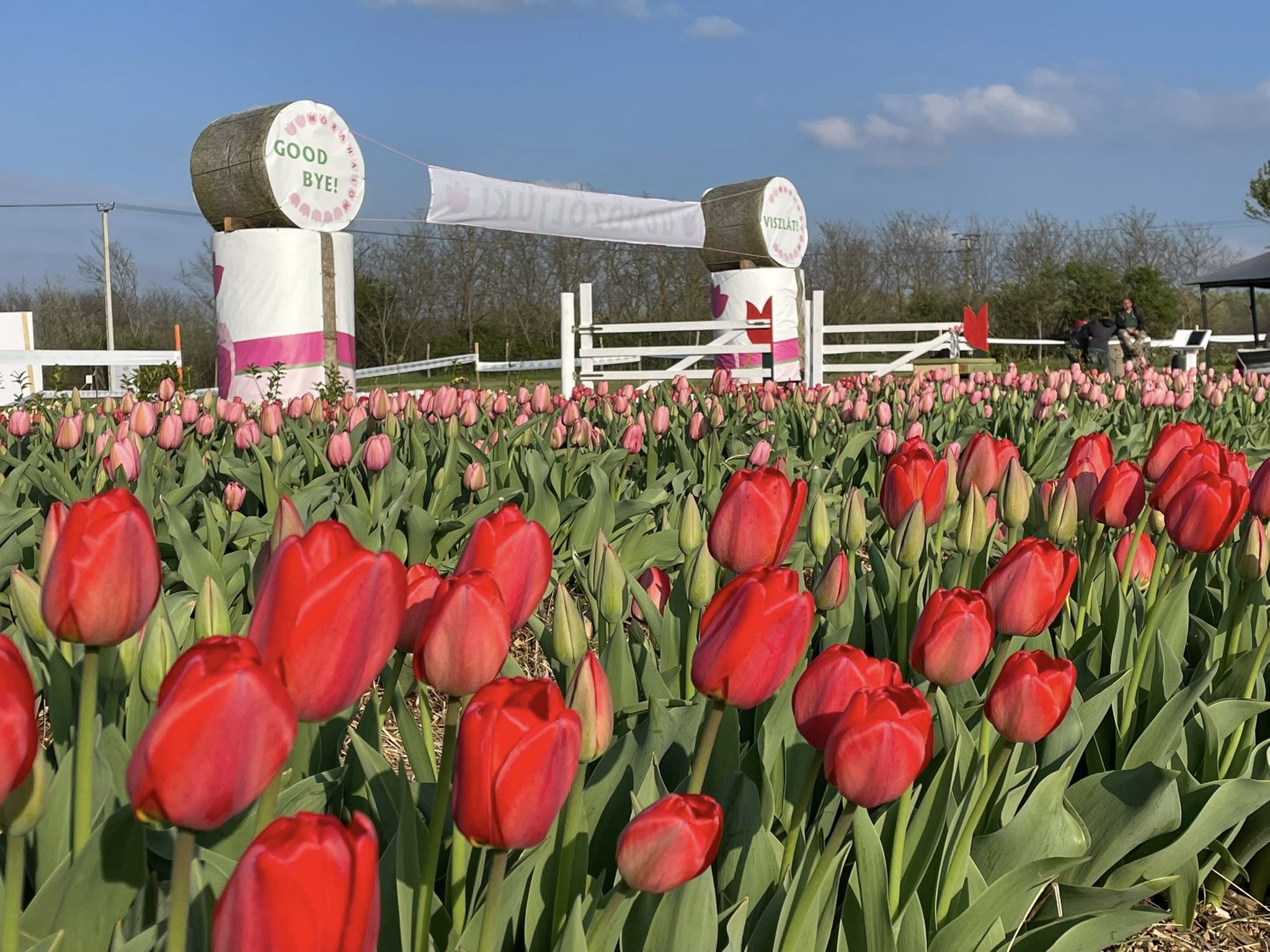 TulipGarden Mórahalom (8)