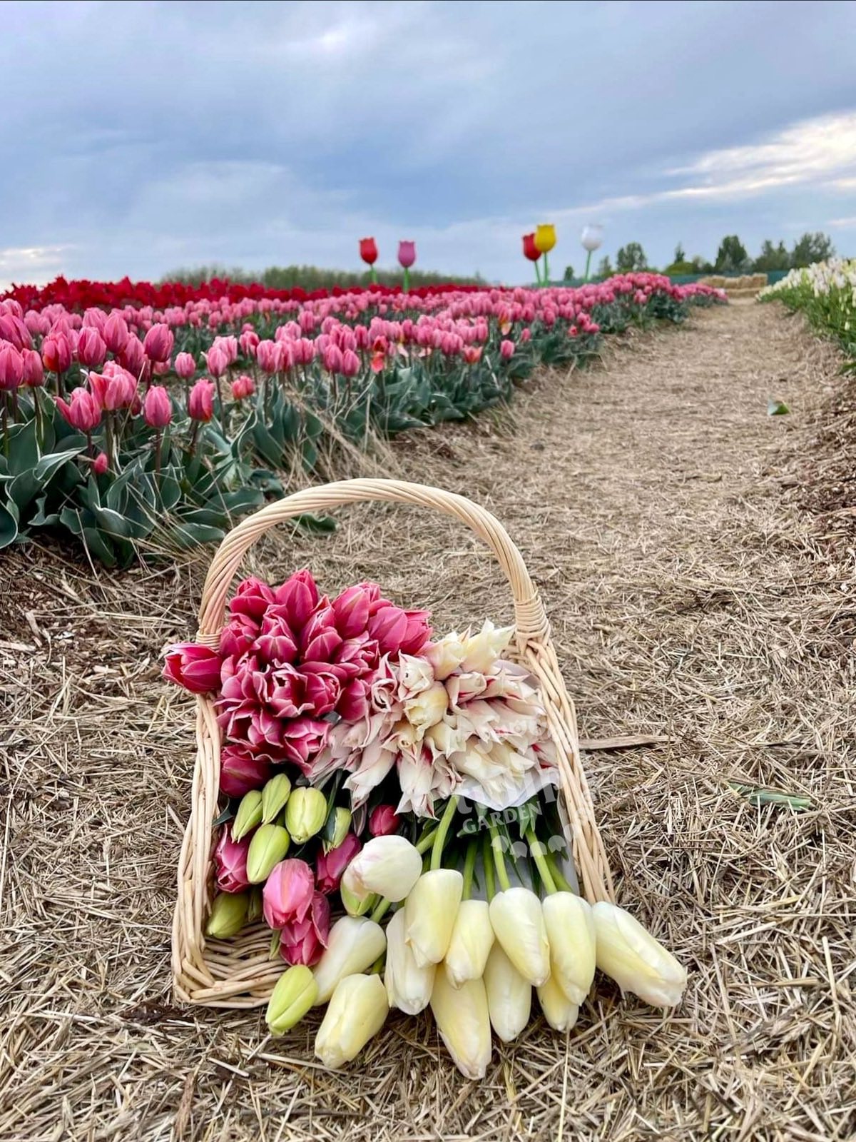 TulipGarden Mórahalom (2)