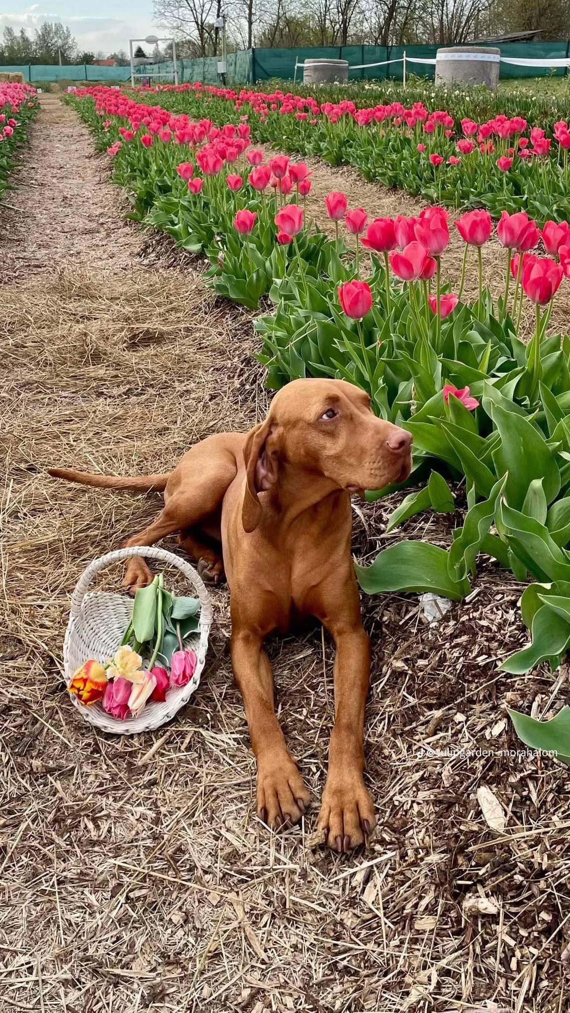 TulipGarden Mórahalom (3)