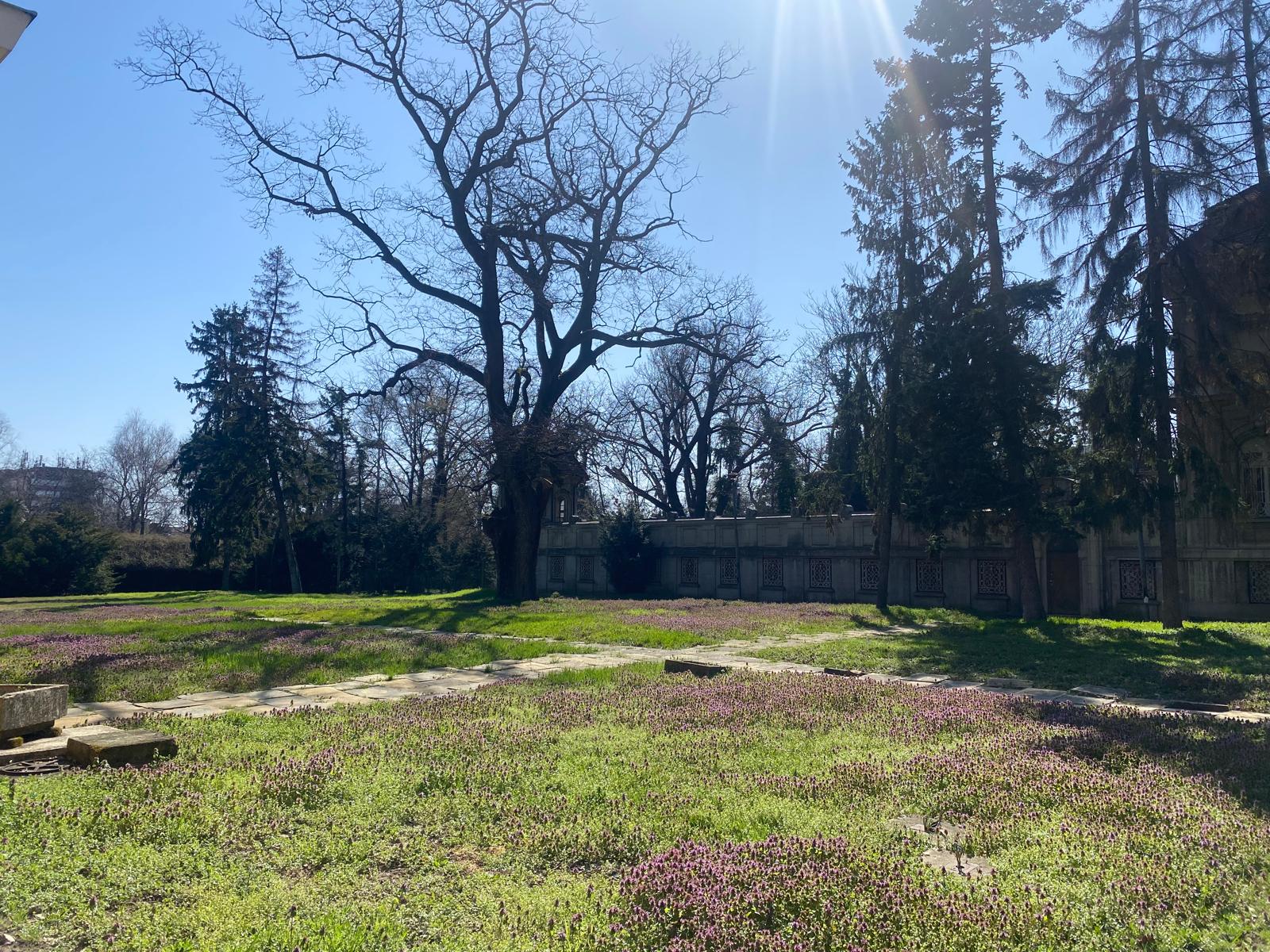 vila internațional (11)