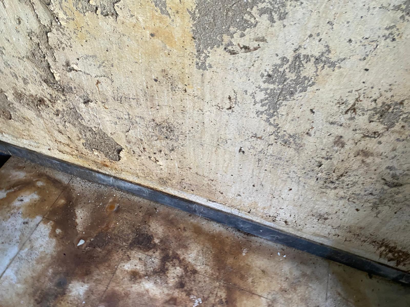 Clădire din curtea Vilei Internațional (6)