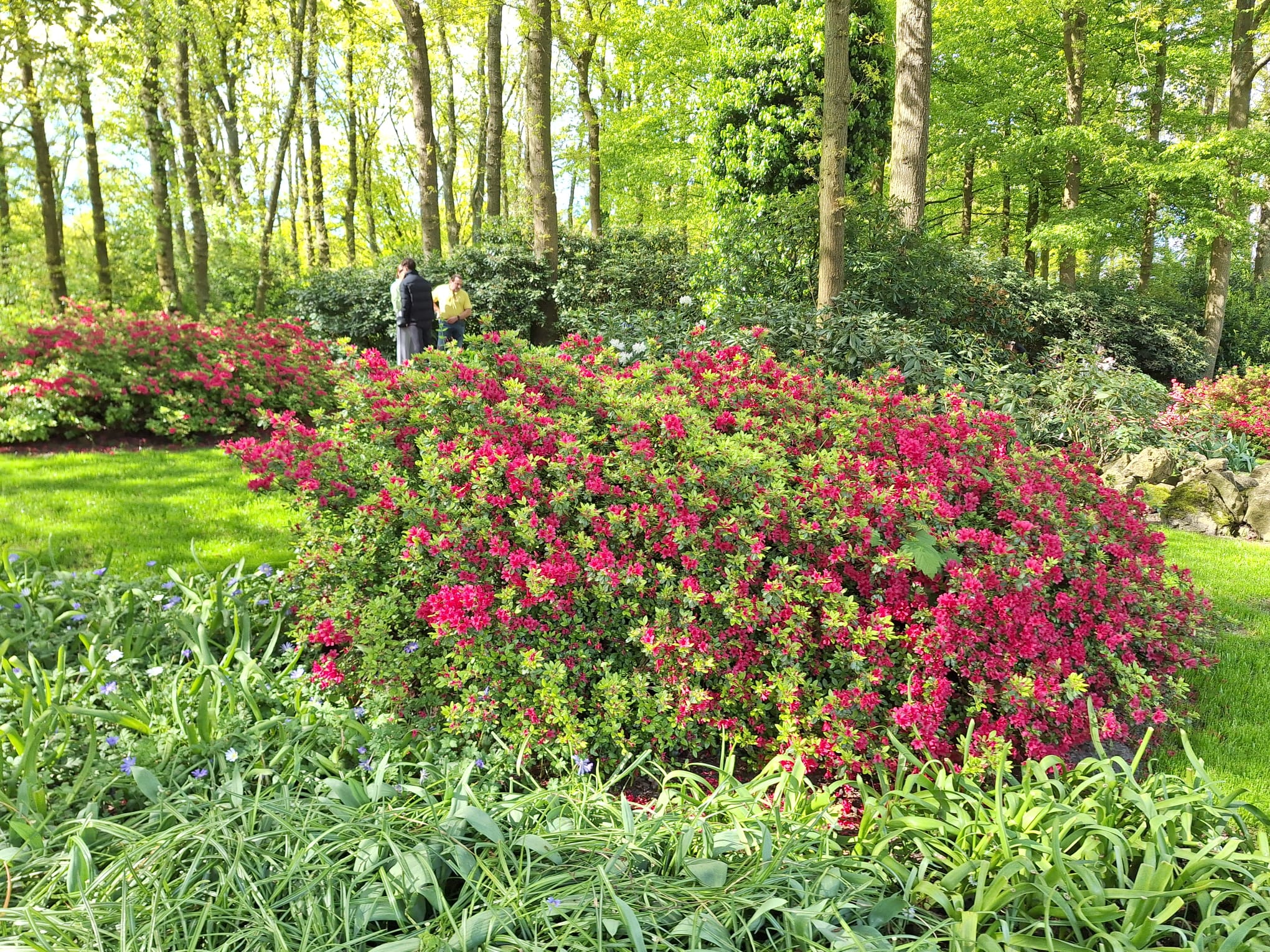 Parcul Keukenhof lalele olanda (1)