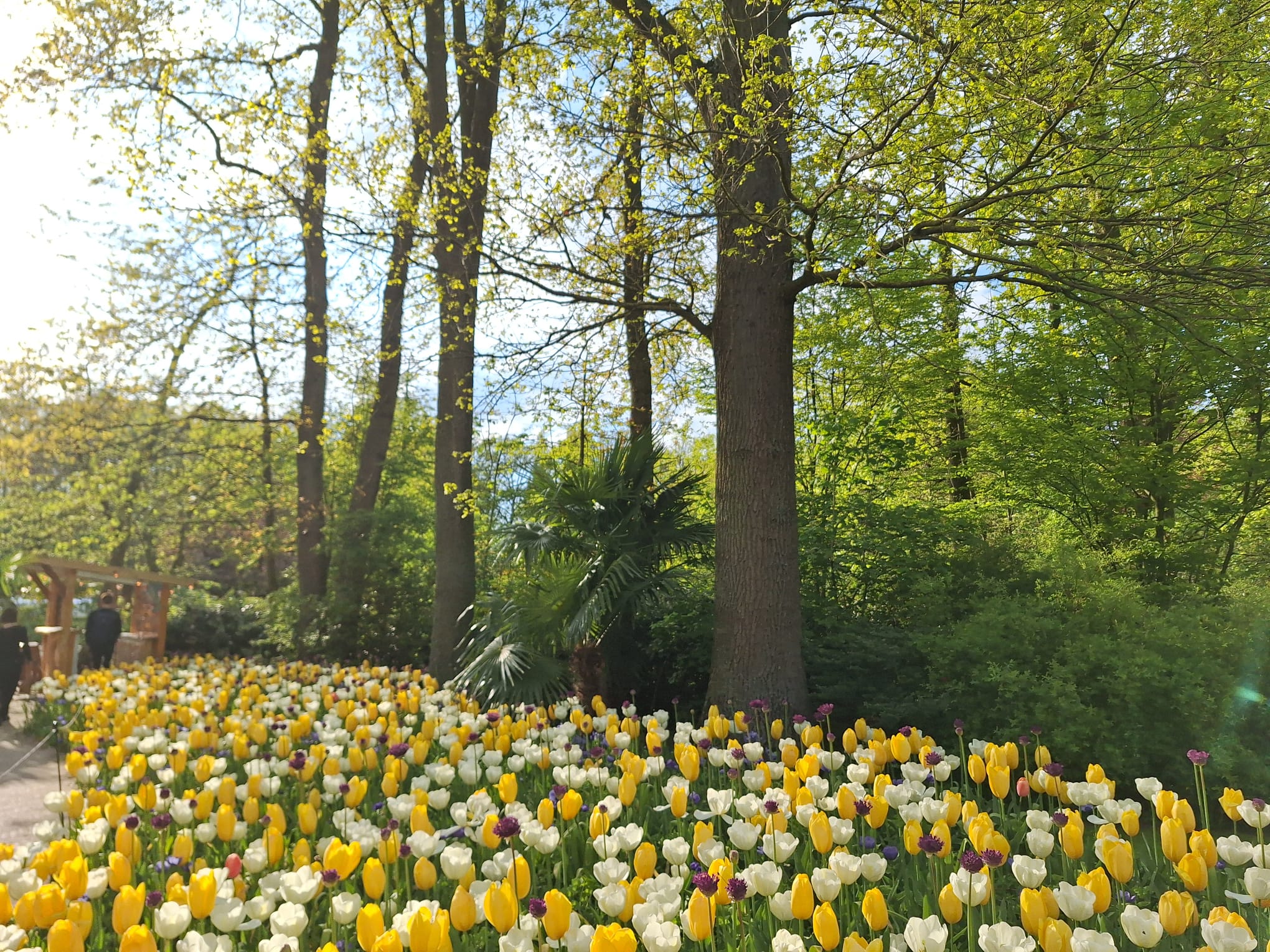 Parcul Keukenhof lalele olanda (3)