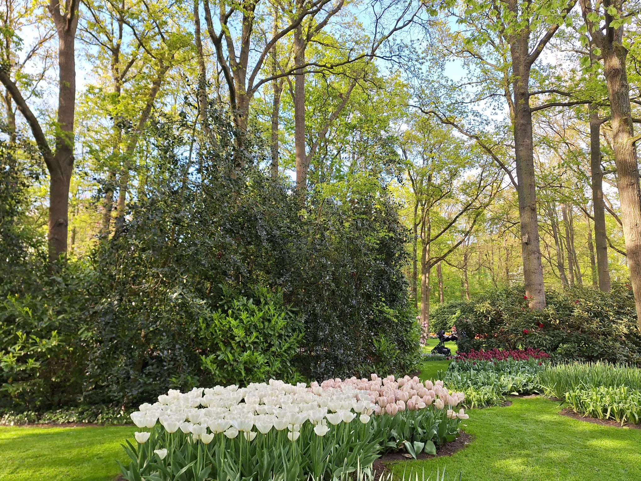Parcul Keukenhof lalele olanda (4)