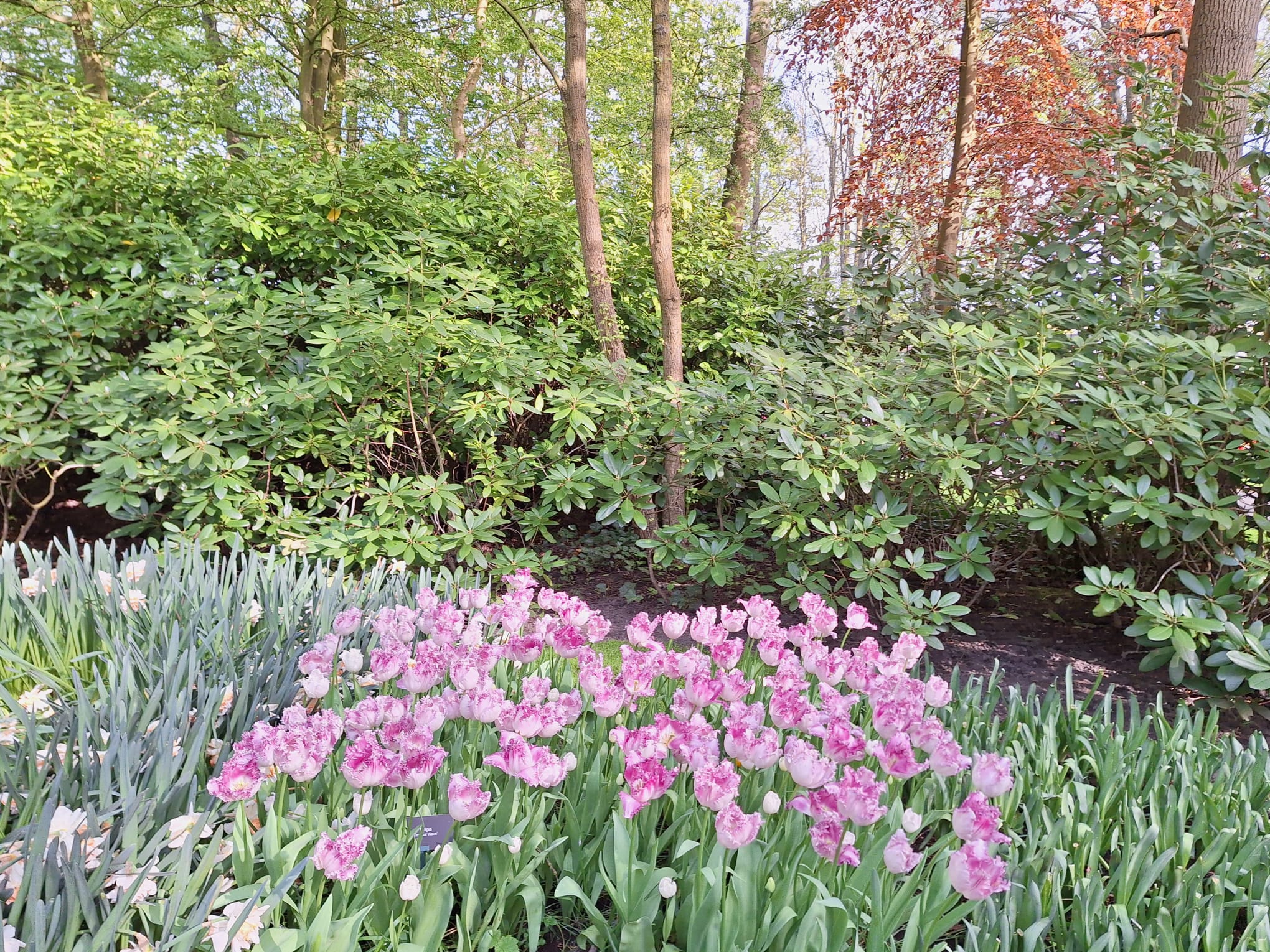 Parcul Keukenhof lalele olanda (5)