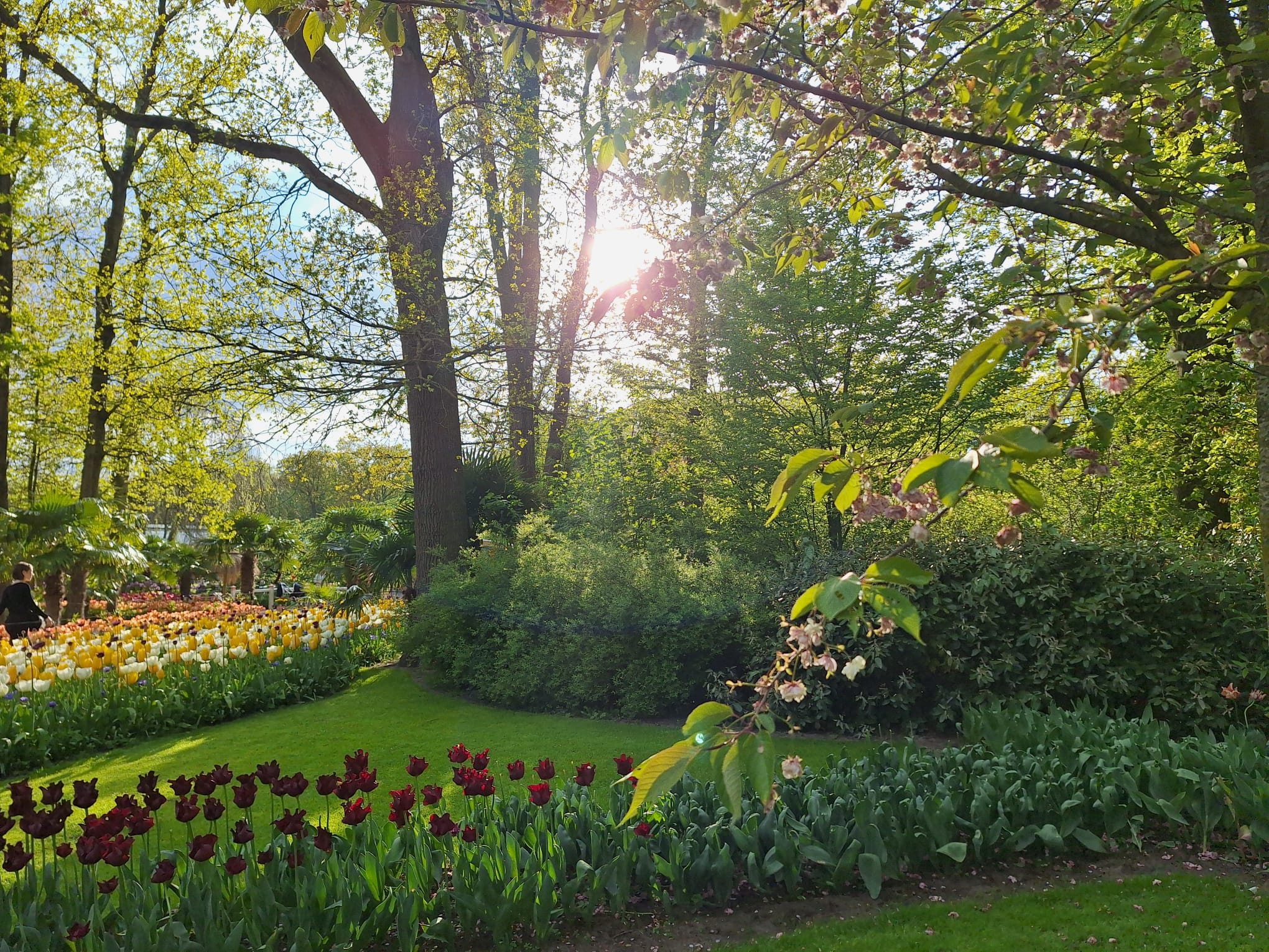 Parcul Keukenhof lalele olanda (6)