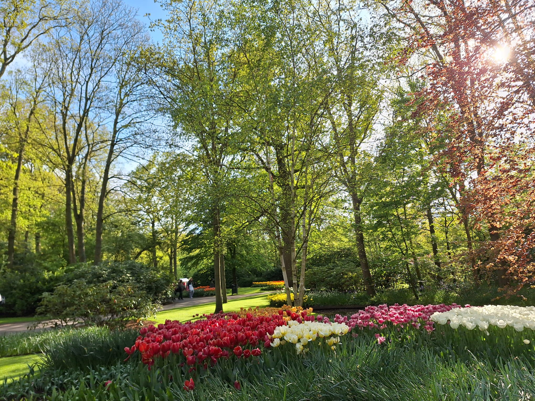 Parcul Keukenhof lalele olanda (7)