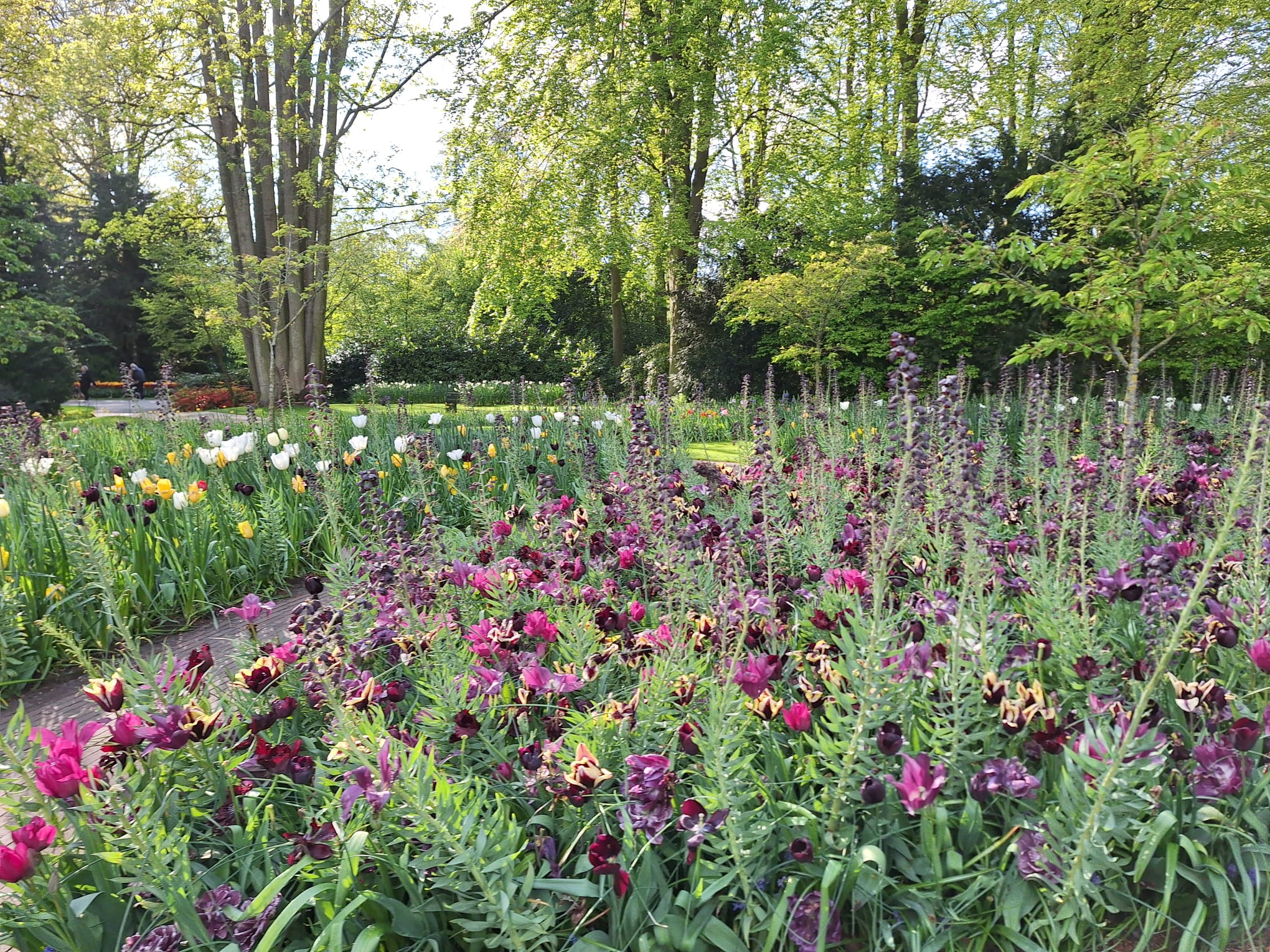 Parcul Keukenhof lalele olanda (8)