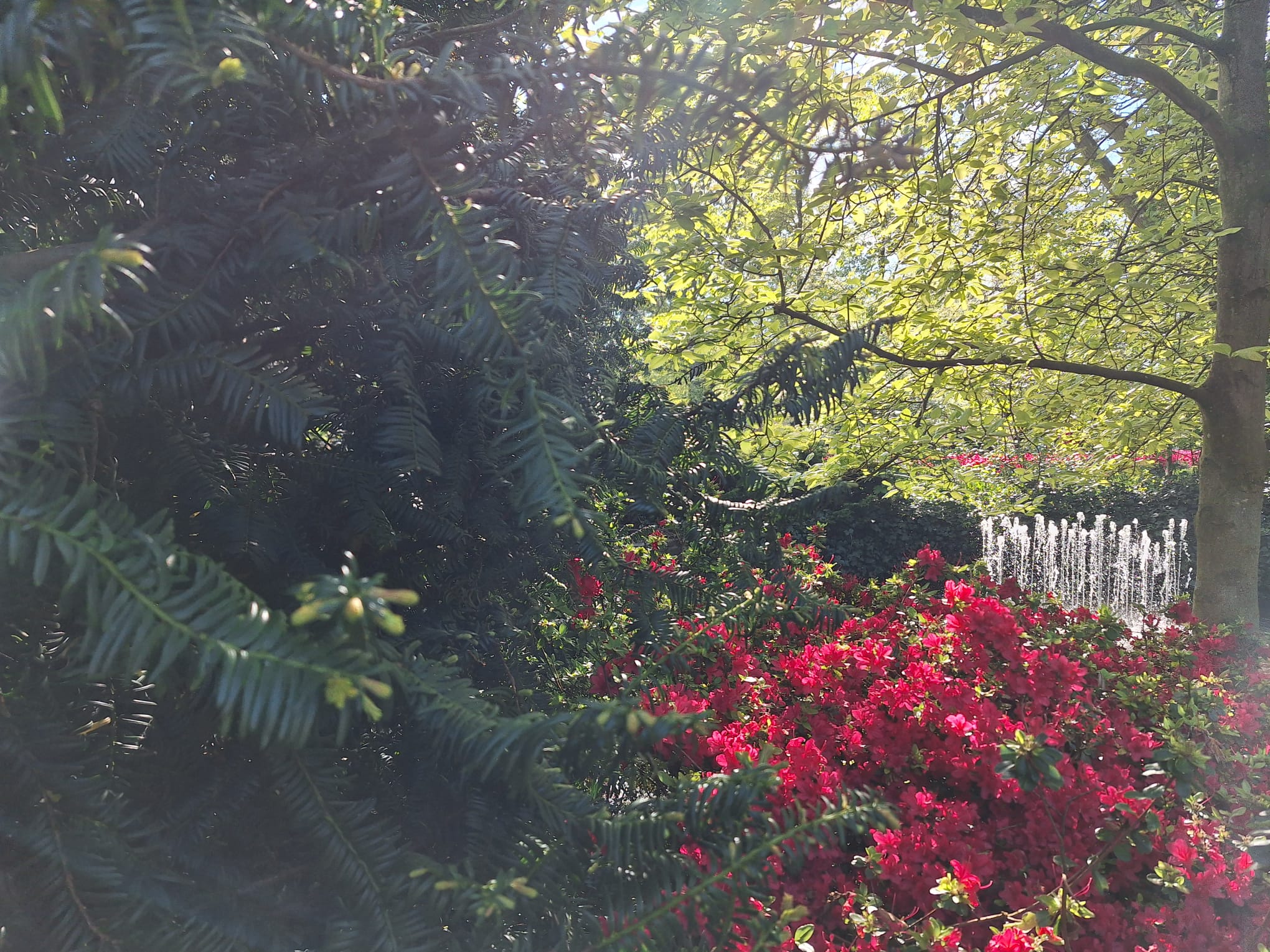 Parcul Keukenhof lalele olanda (9)