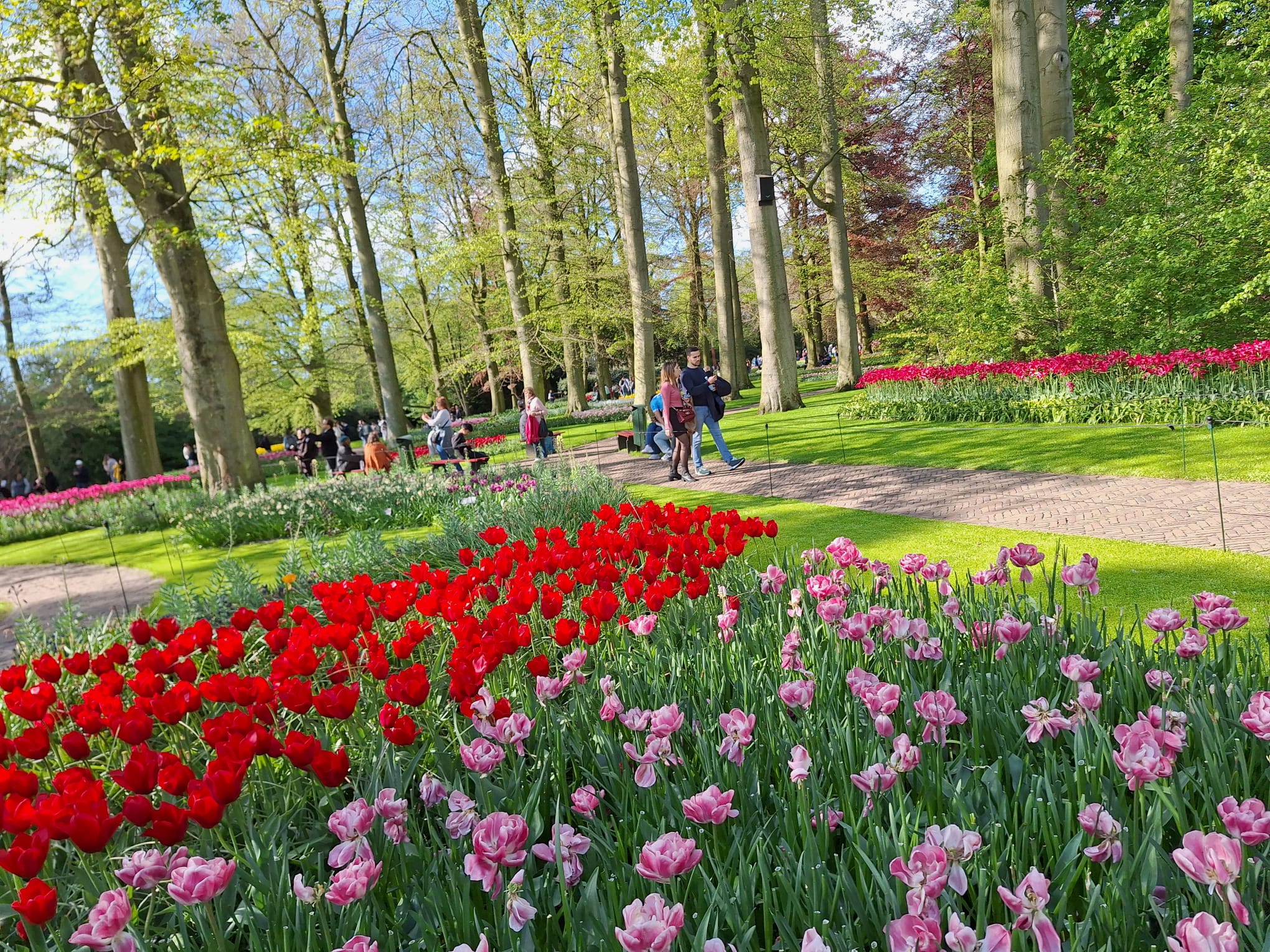 Parcul Keukenhof lalele olanda (11)