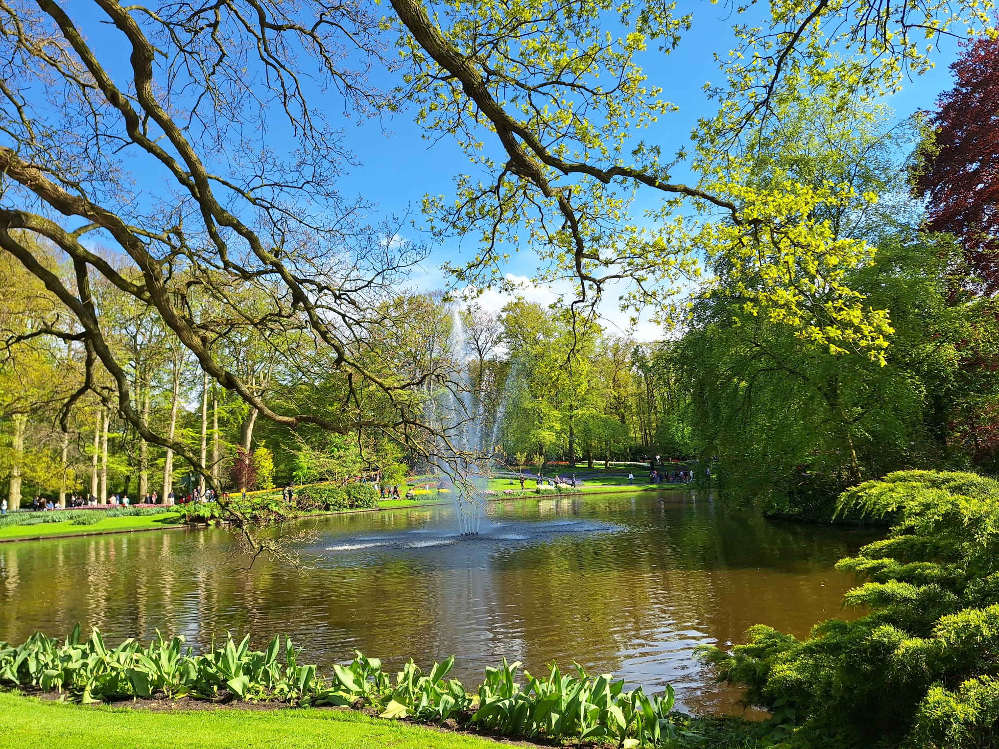 Parcul Keukenhof lalele olanda (12)
