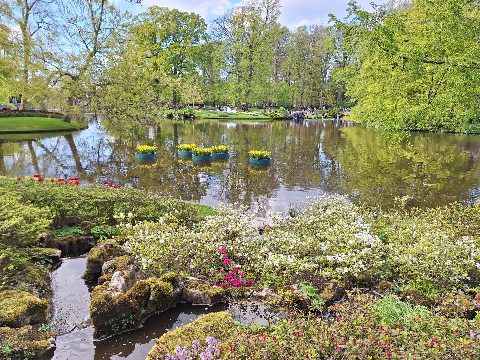 Parcul Keukenhof lalele olanda (15)