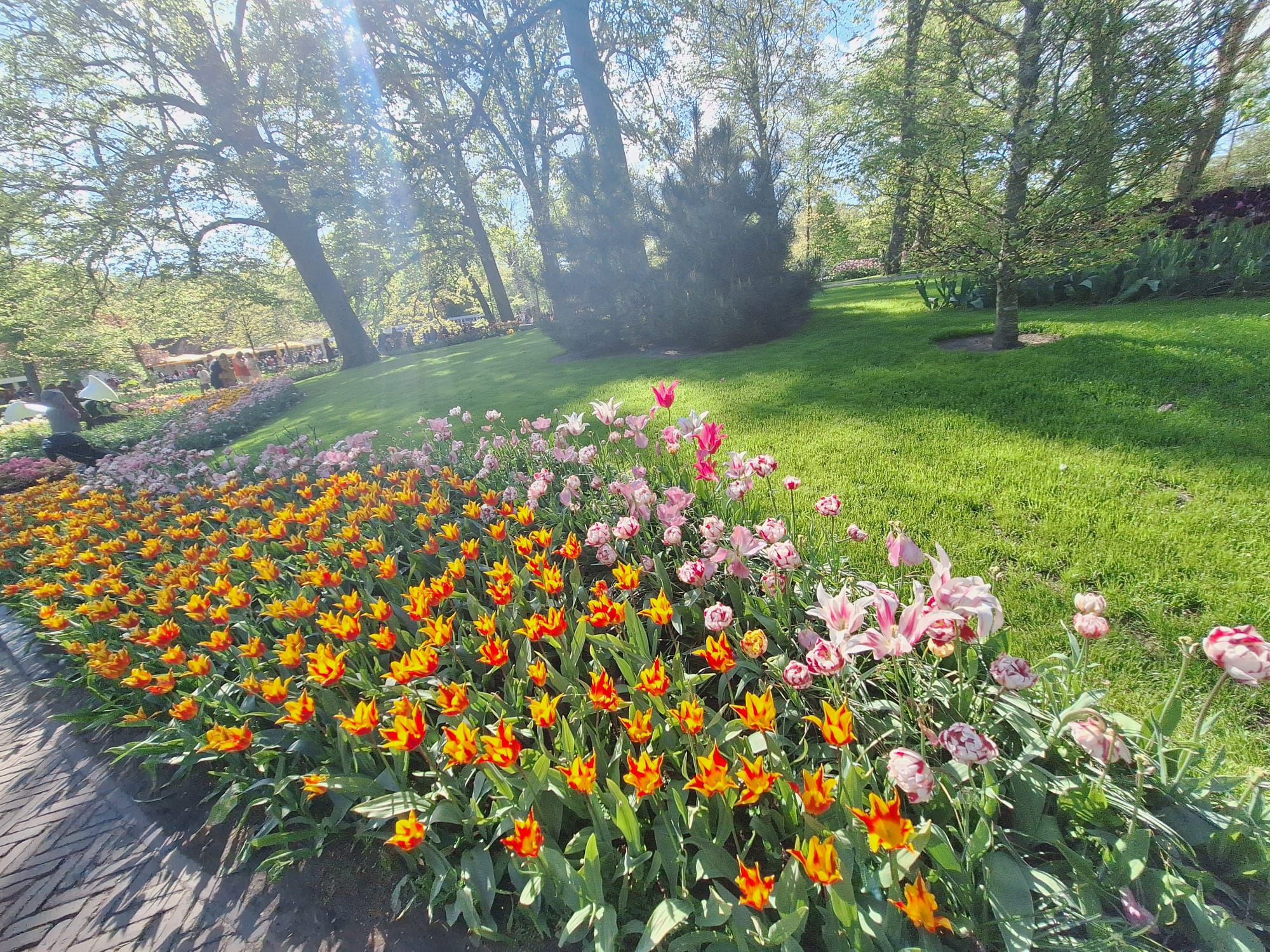 Parcul Keukenhof lalele olanda (16)