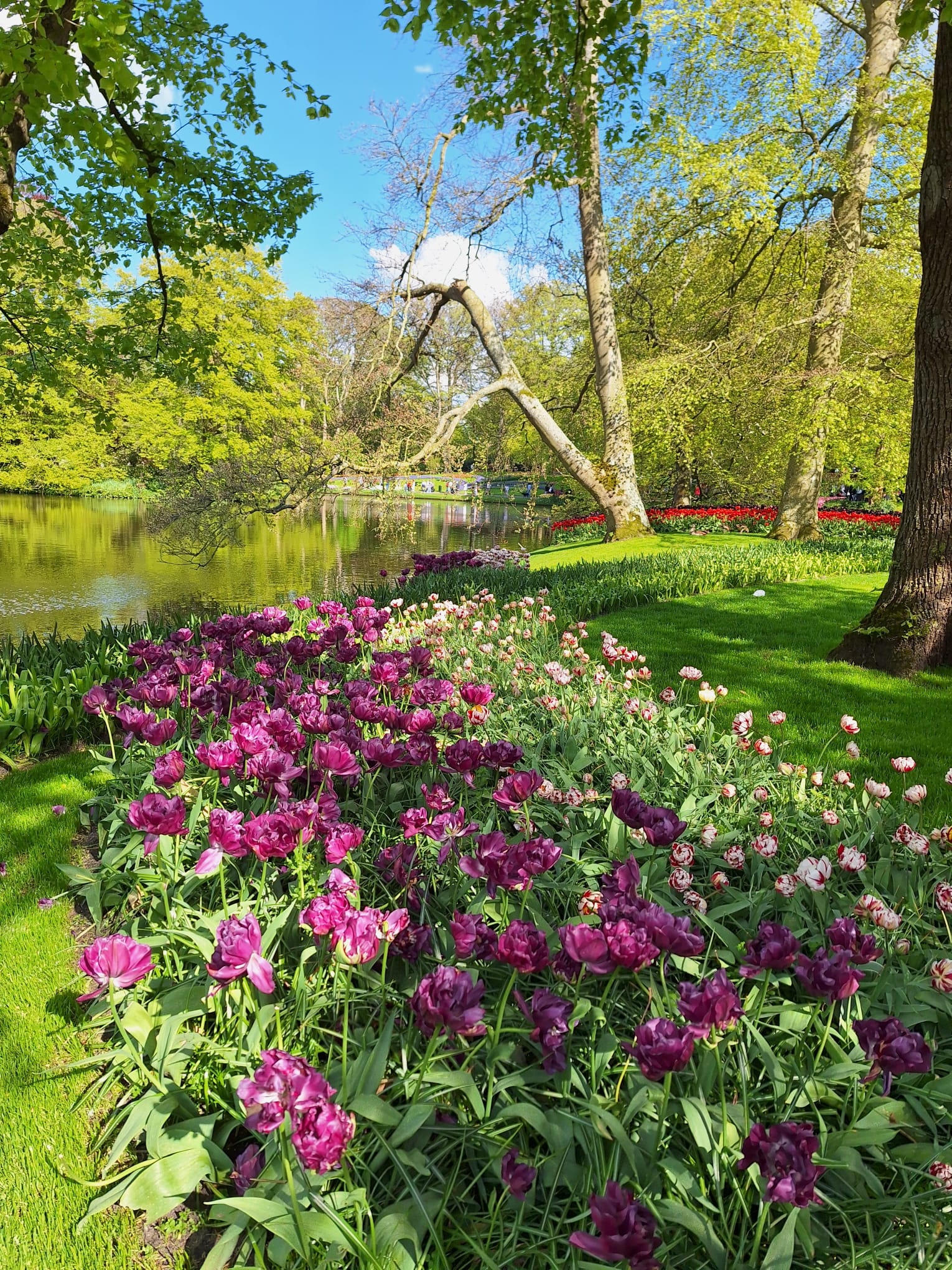 Parcul Keukenhof lalele olanda (17)