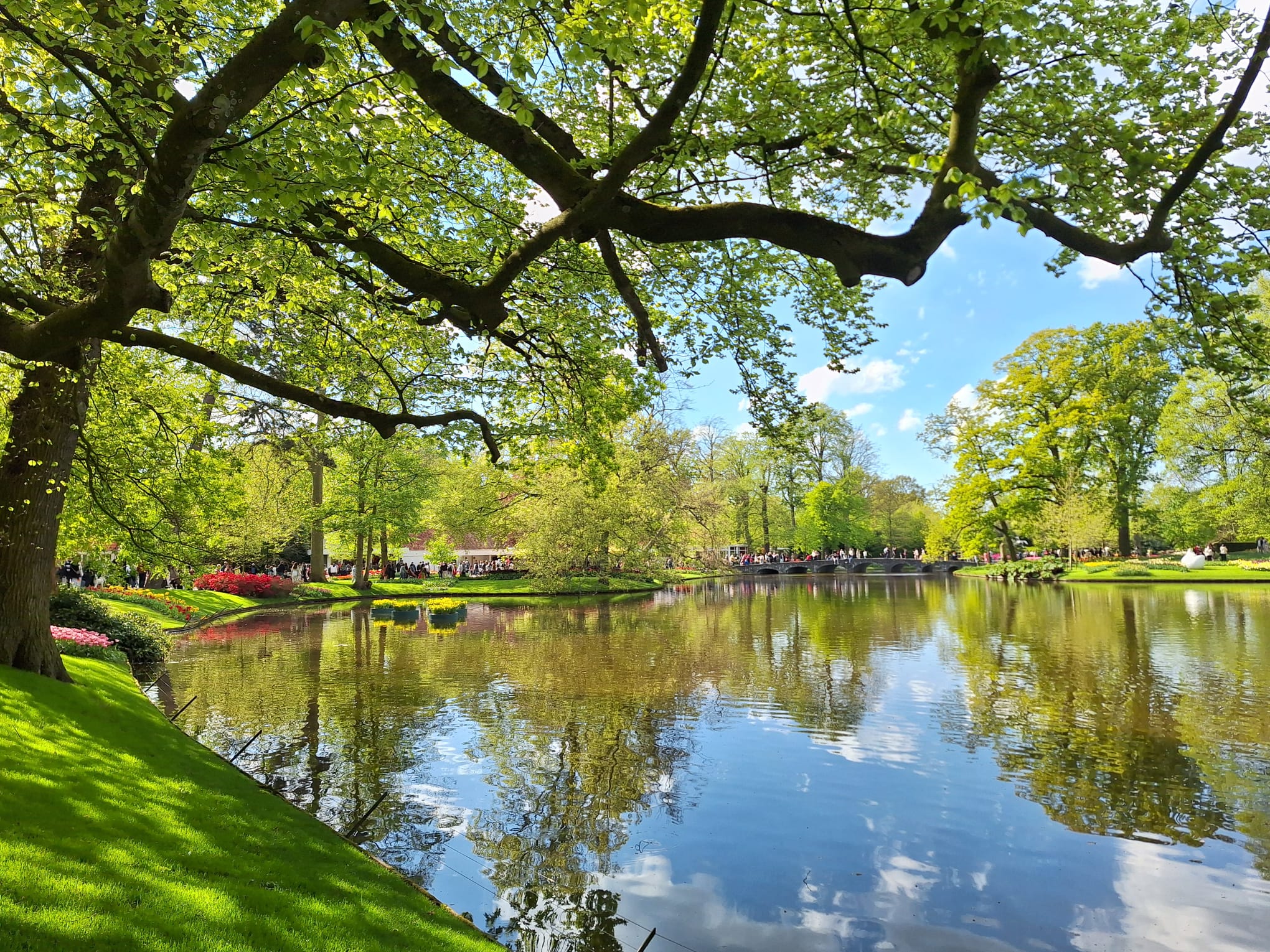 Parcul Keukenhof lalele olanda (18)
