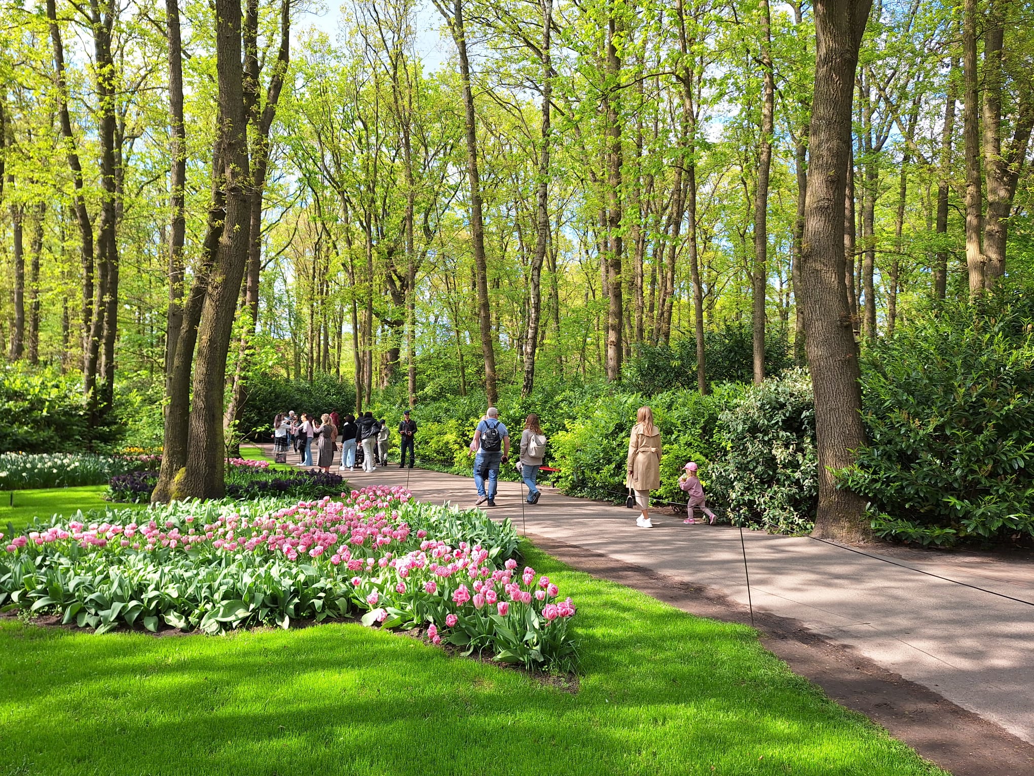 Parcul Keukenhof lalele olanda (19)