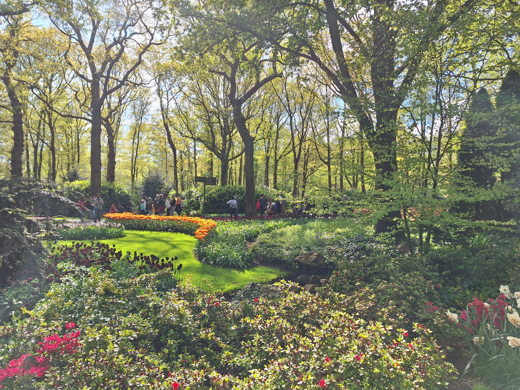 Parcul Keukenhof lalele olanda (20)