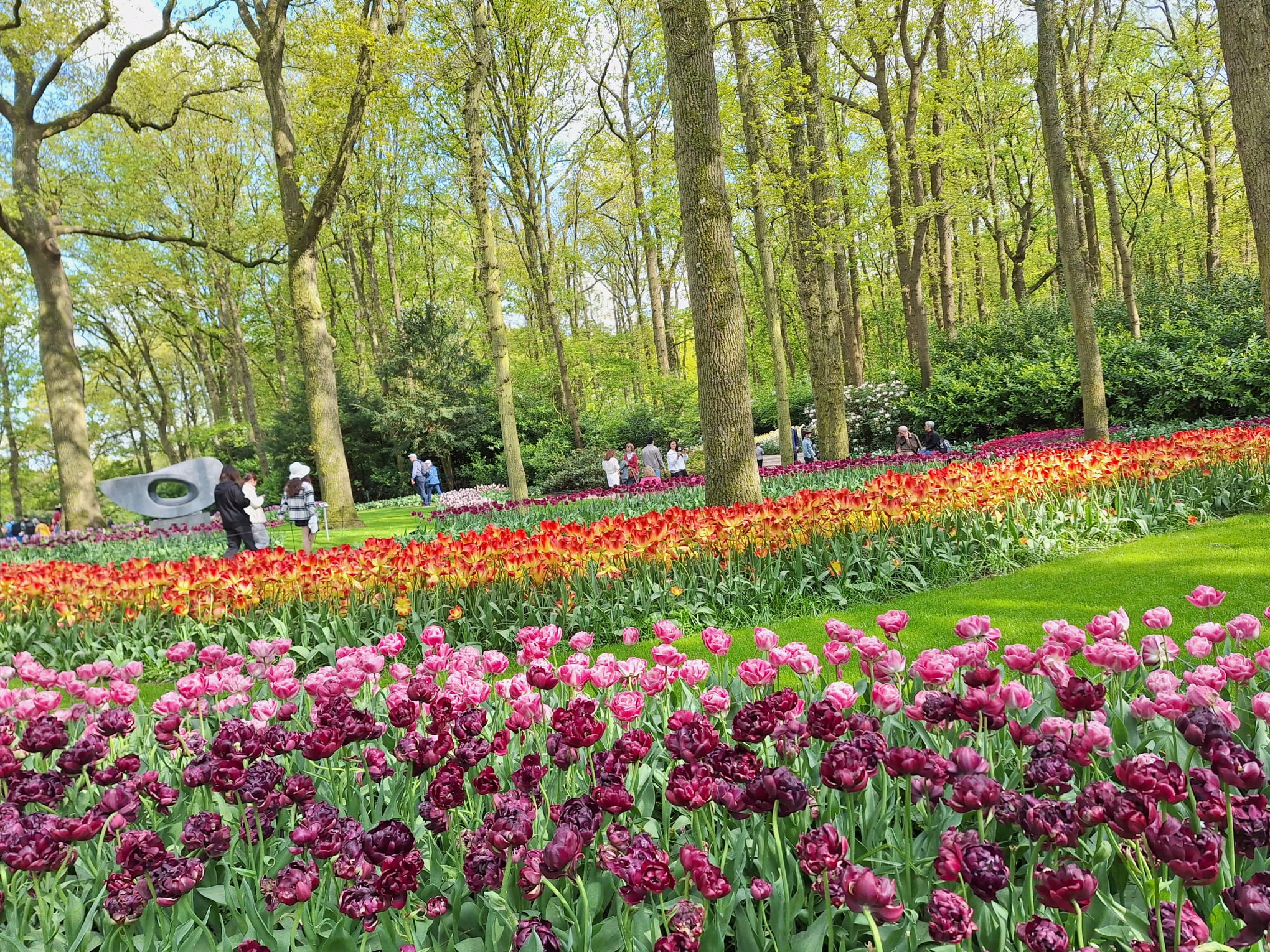 Parcul Keukenhof lalele olanda (22)