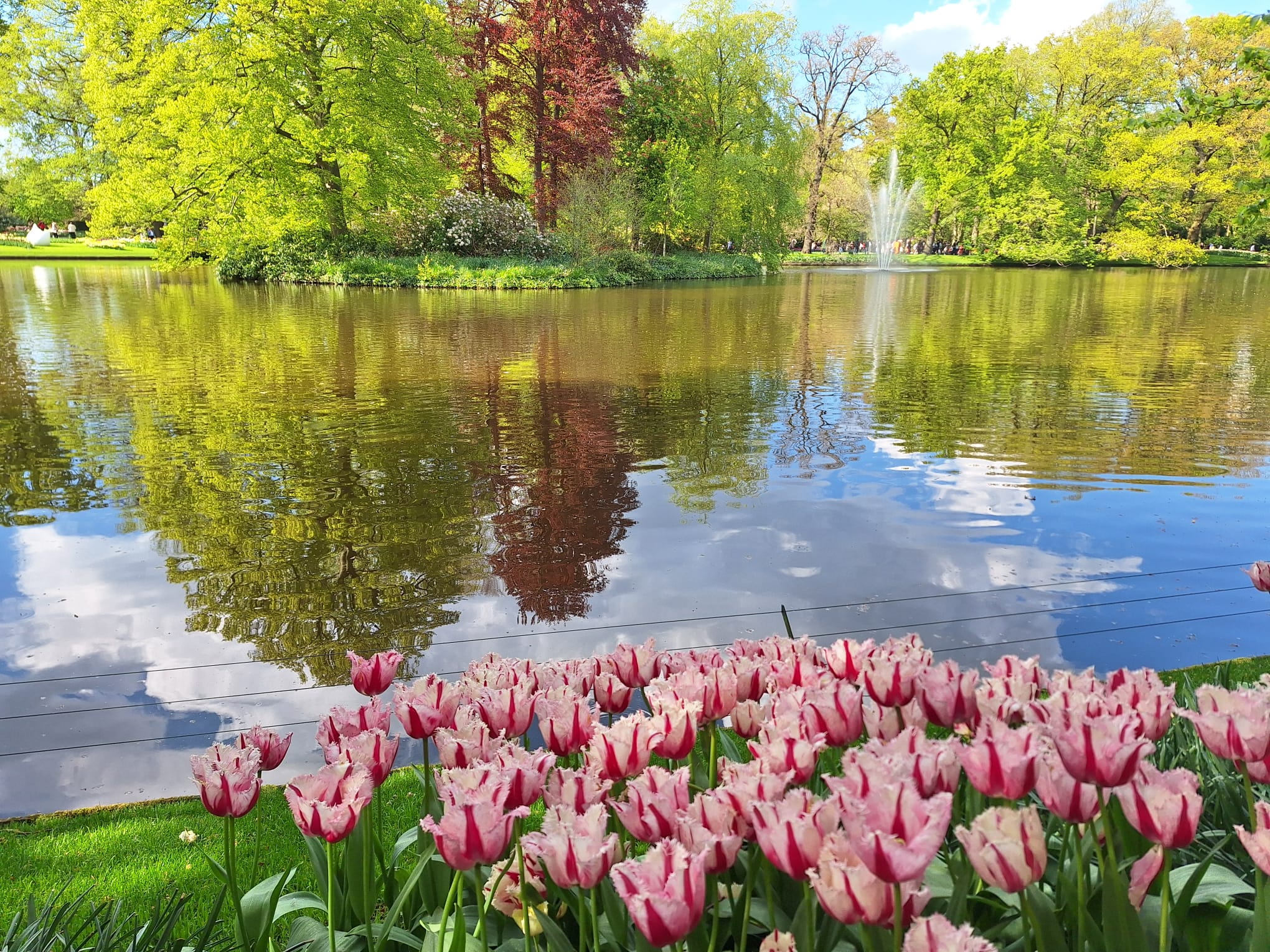 Parcul Keukenhof lalele olanda (23)