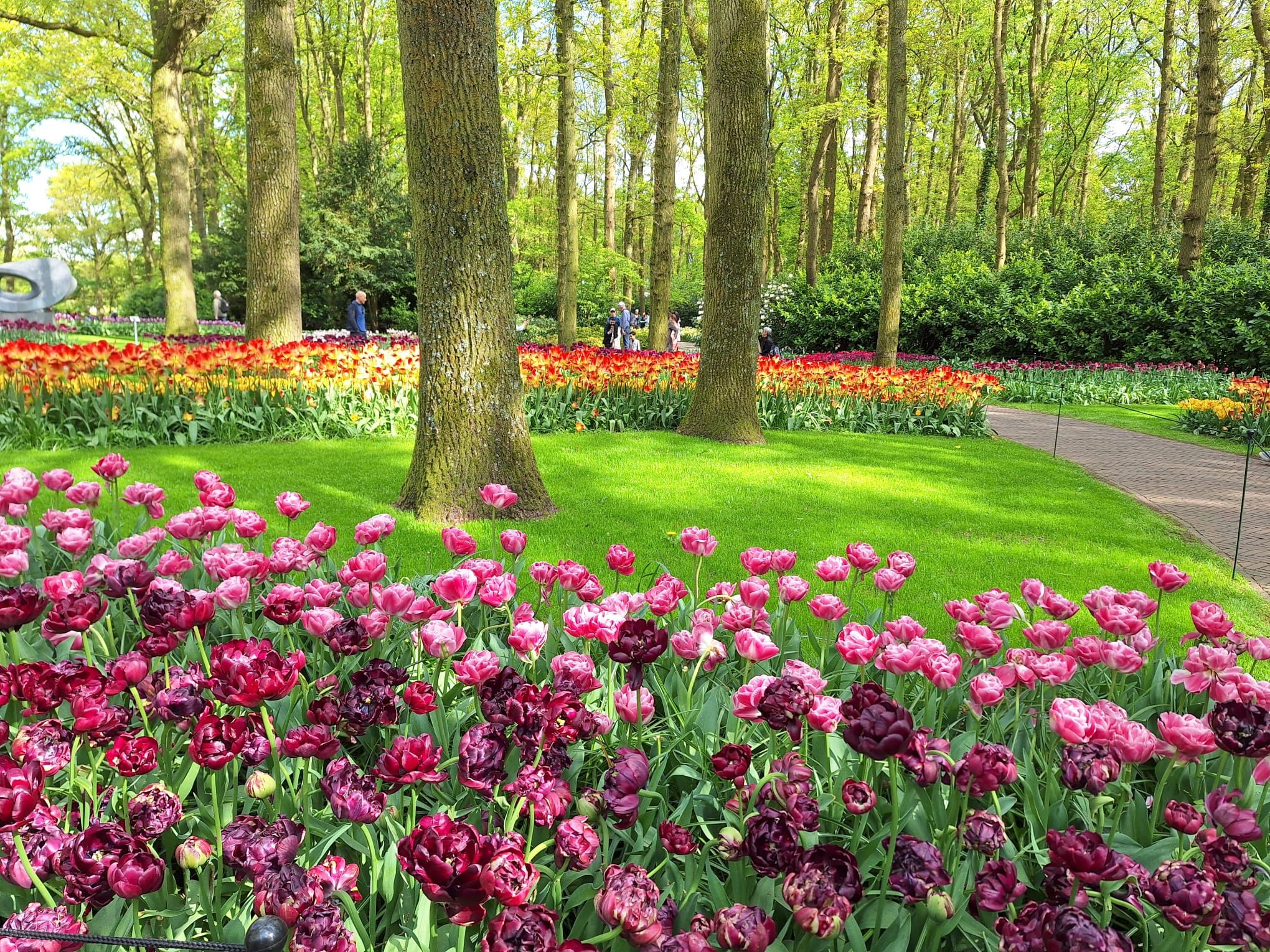 Parcul Keukenhof lalele olanda (24)