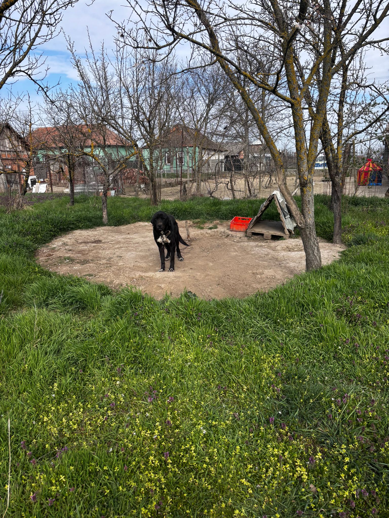 caini tinuti in conditii mizere obad (2)