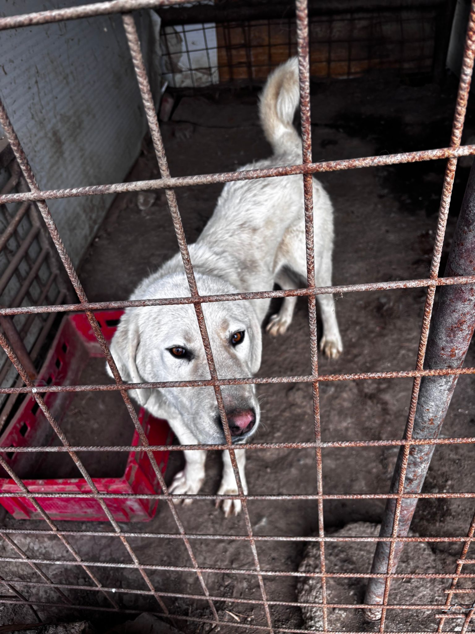 caini tinuti in conditii mizere obad (3)