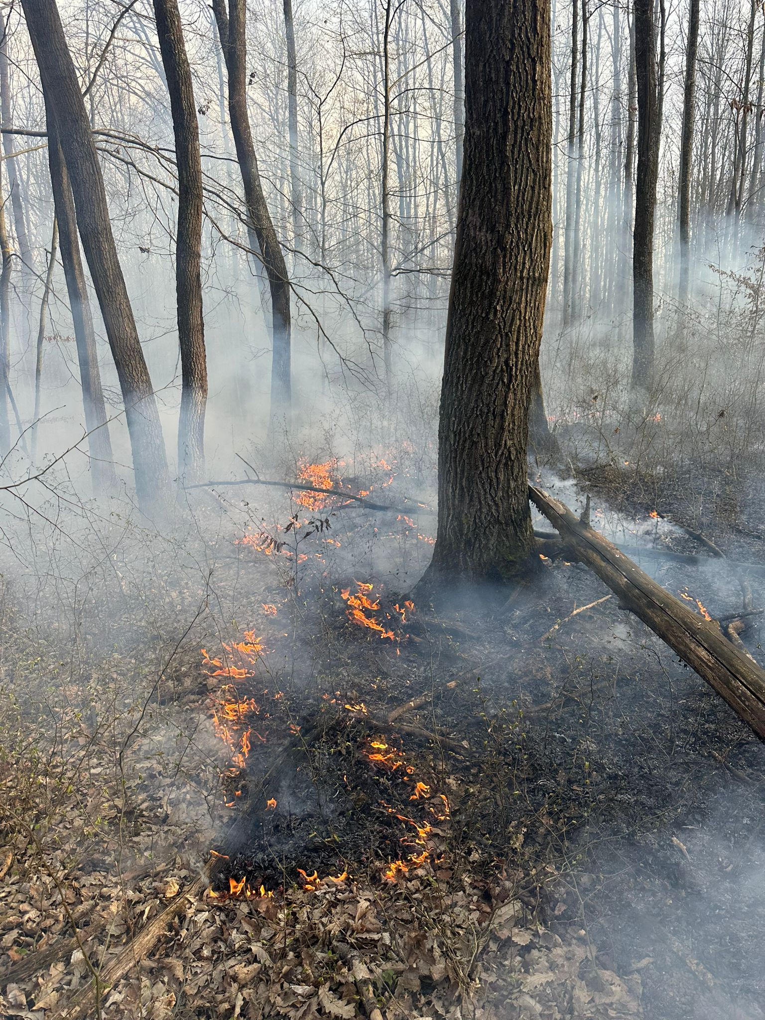 incendiu vegetatie Coșteiu de Sus pompieri (1)