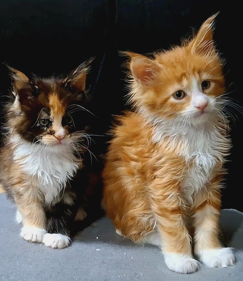 pisici main coon (1)