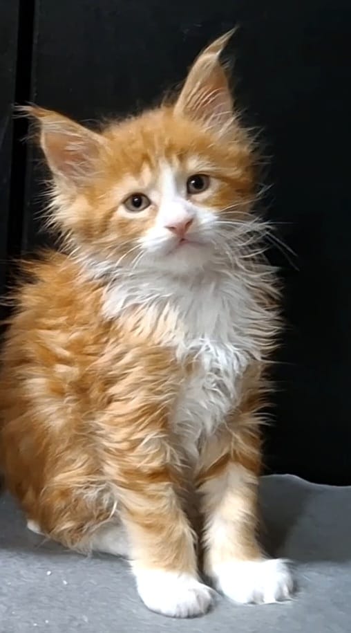 pisici main coon (2)