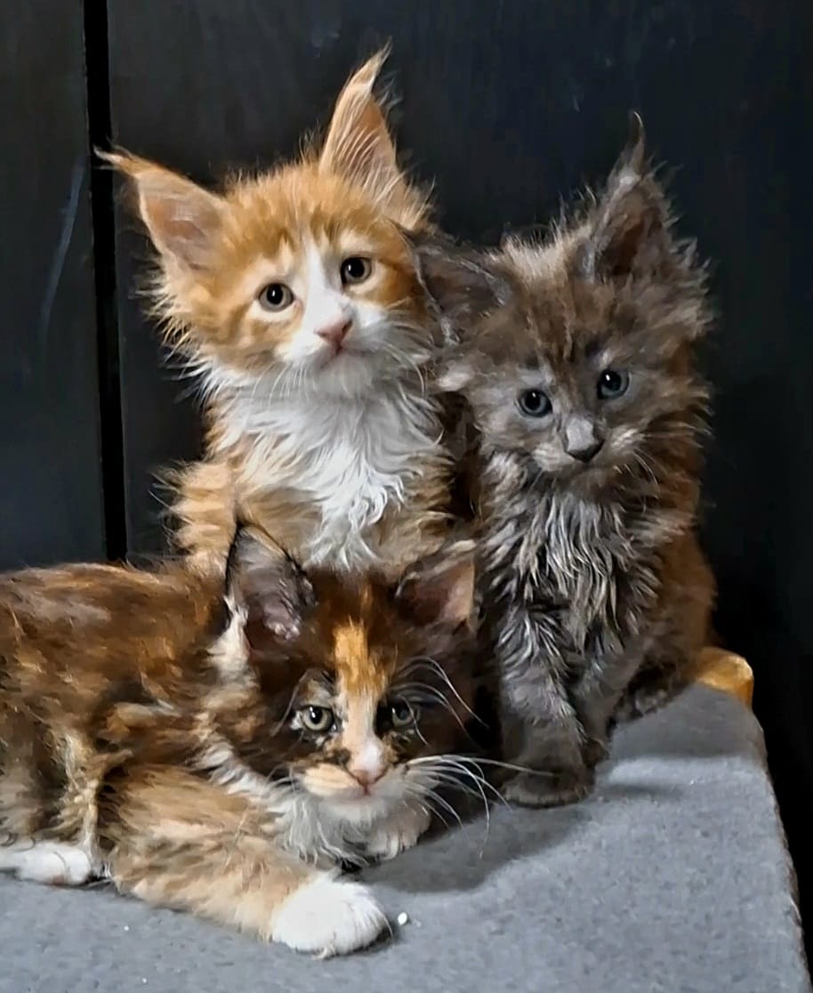 pisici main coon (3)