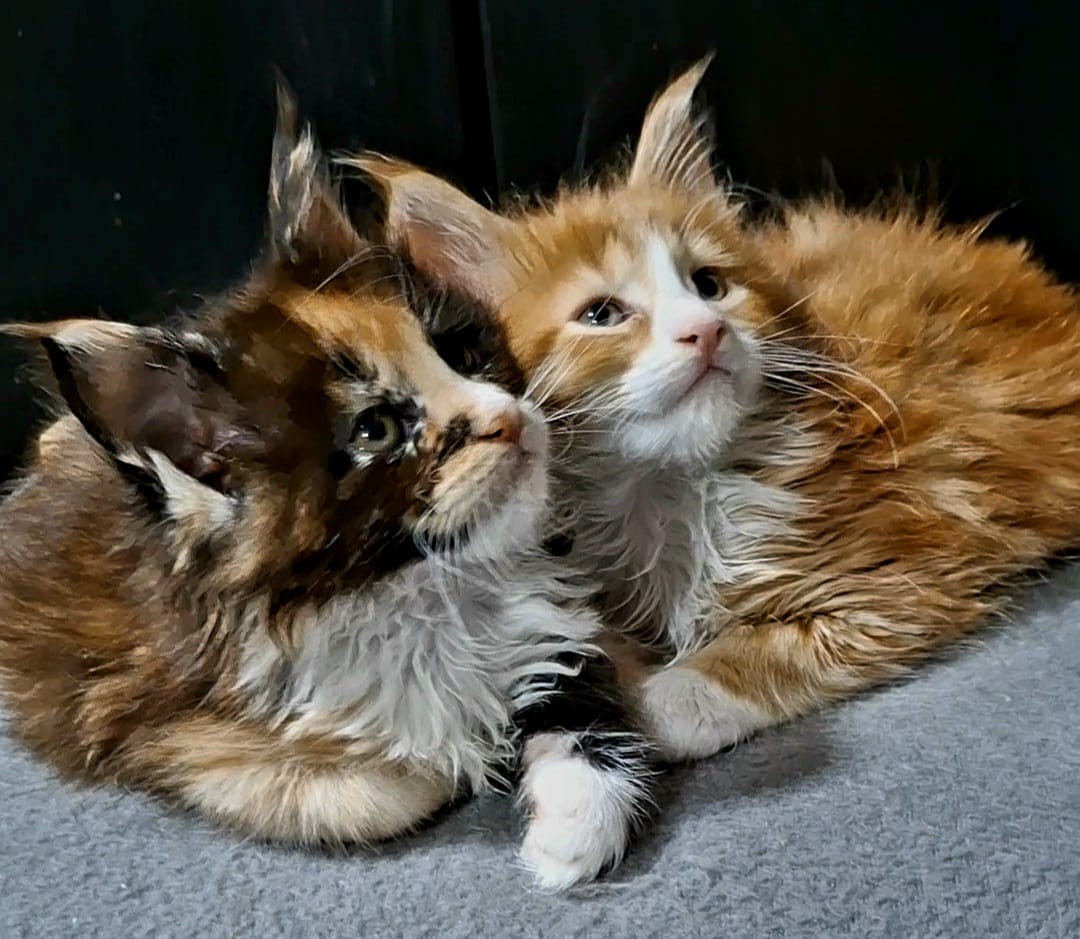 pisici main coon (4)