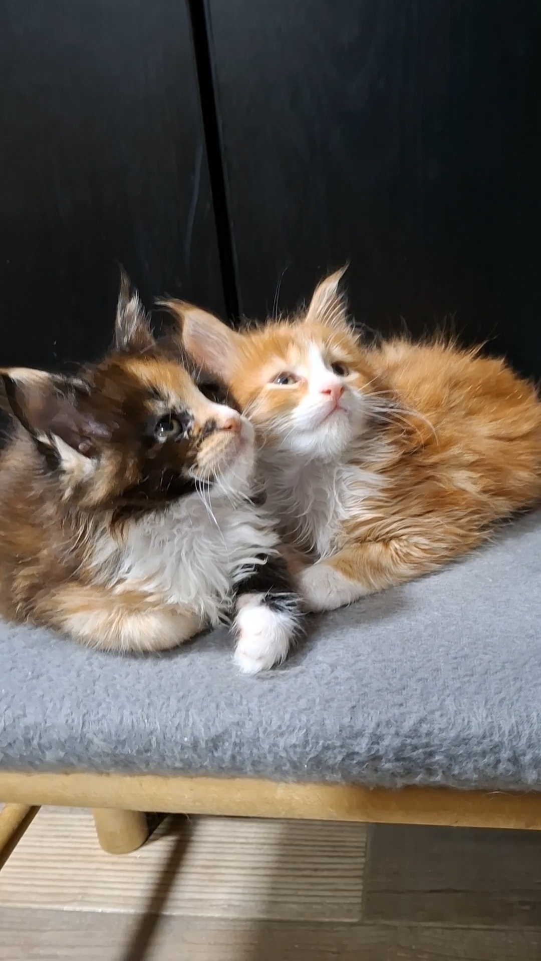 pisici main coon (5)