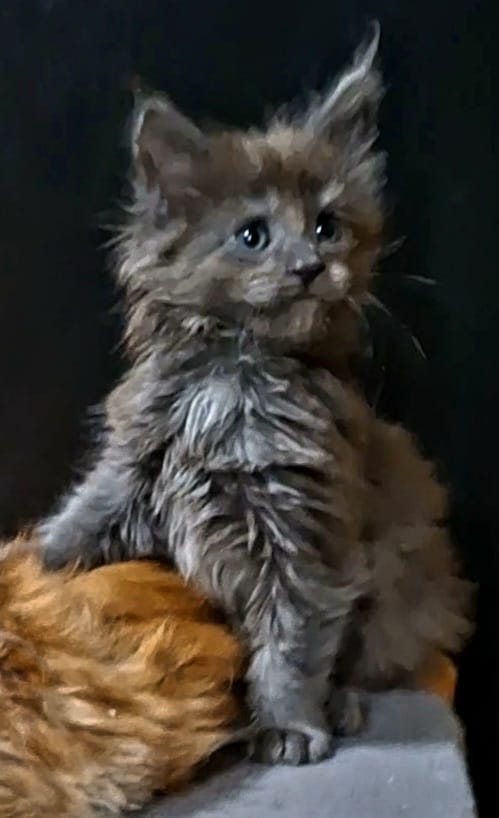 pisici main coon (6)