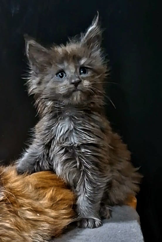 pisici main coon (7)