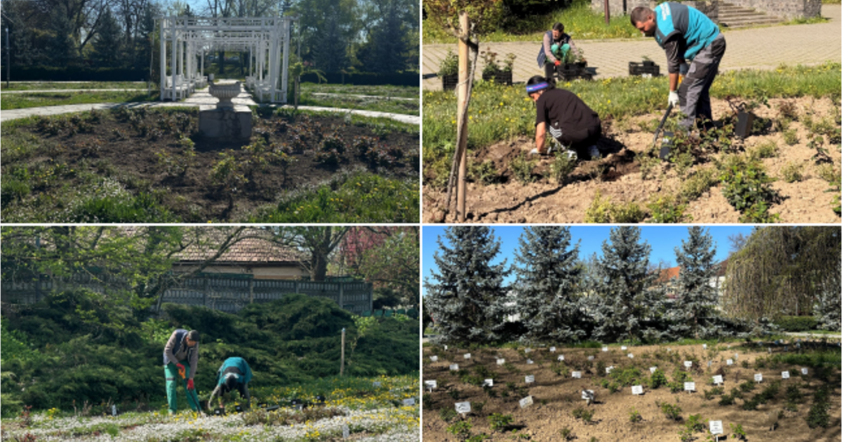 Horticultura vrea să readucă la viață Parcul Rozelor prin plantarea a 2.500 de trandafiri.