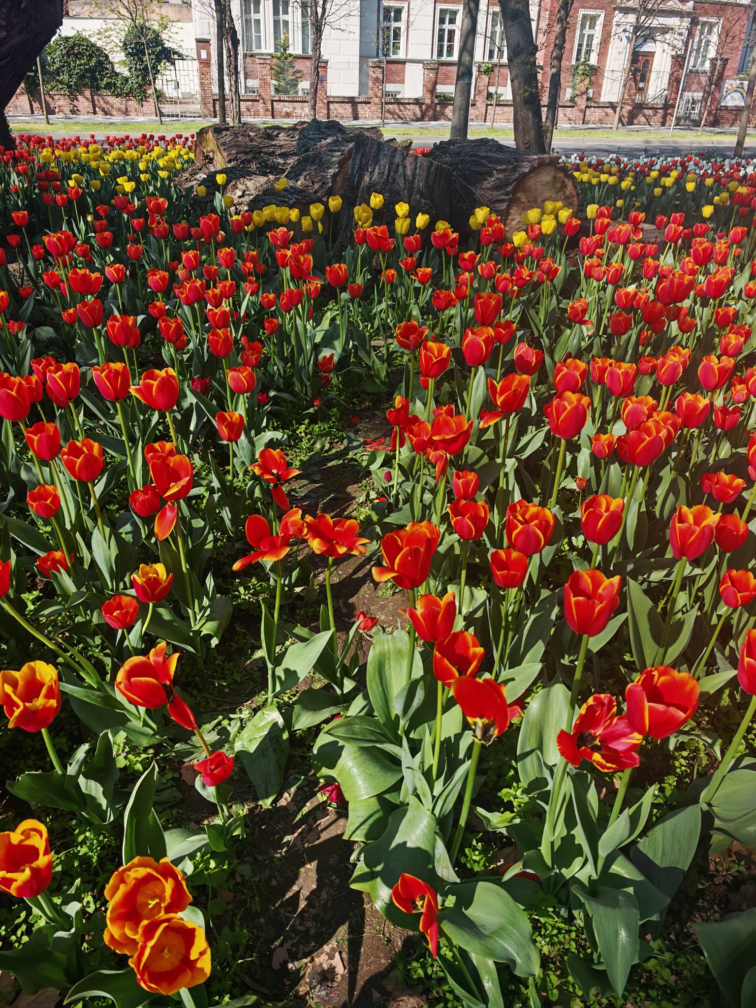 lalele distruse parcul justitiei (1)