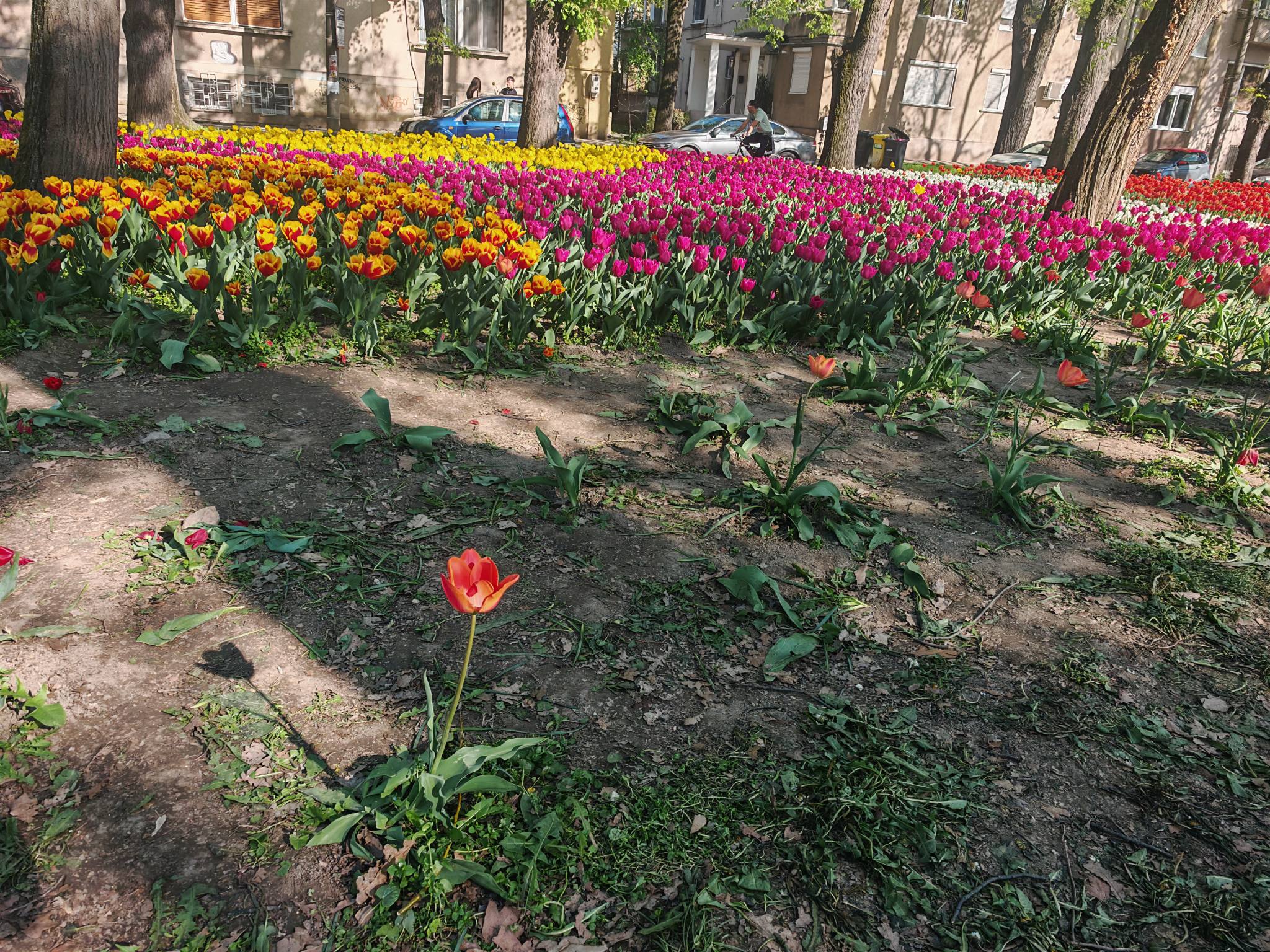 lalele distruse parcul justitiei (2)