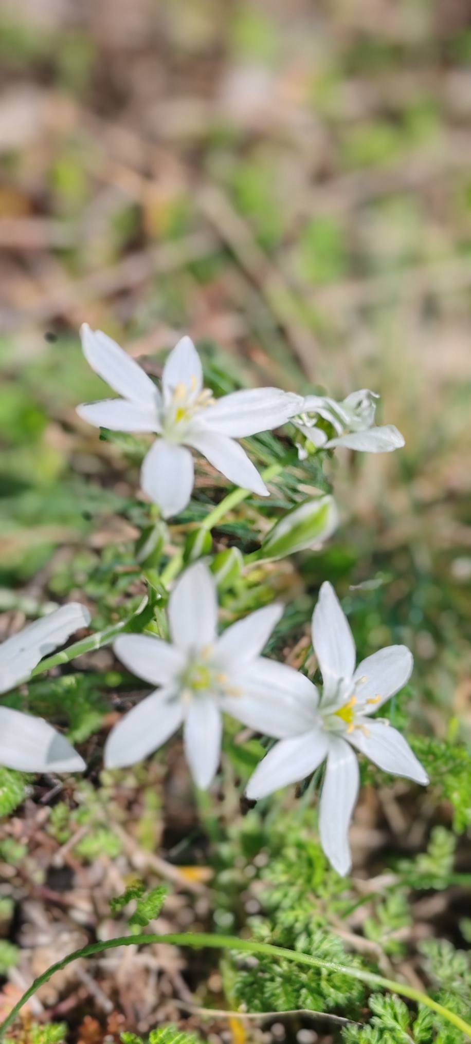 parcul national semenic cheile carasului (9)