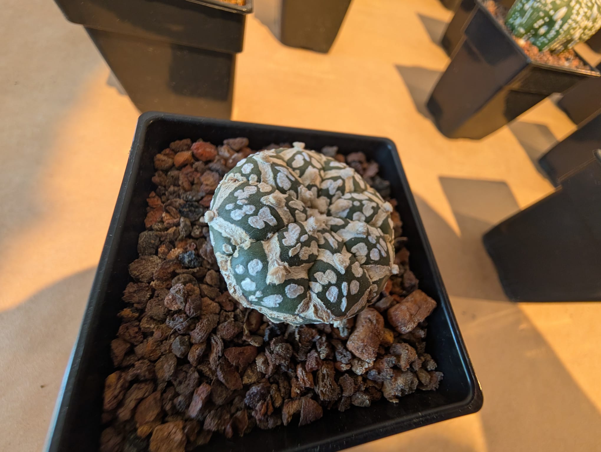 cactusi (1)