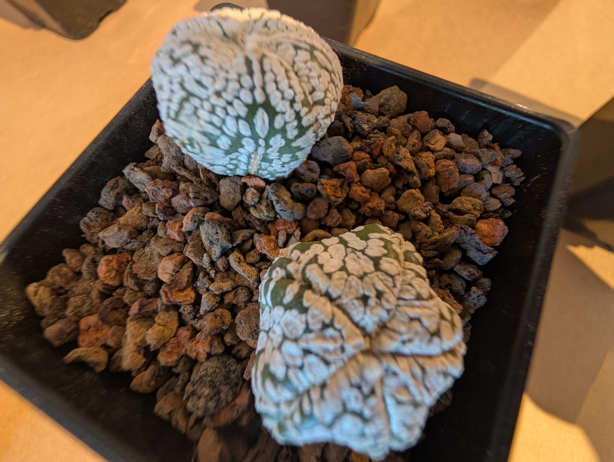cactusi (3)