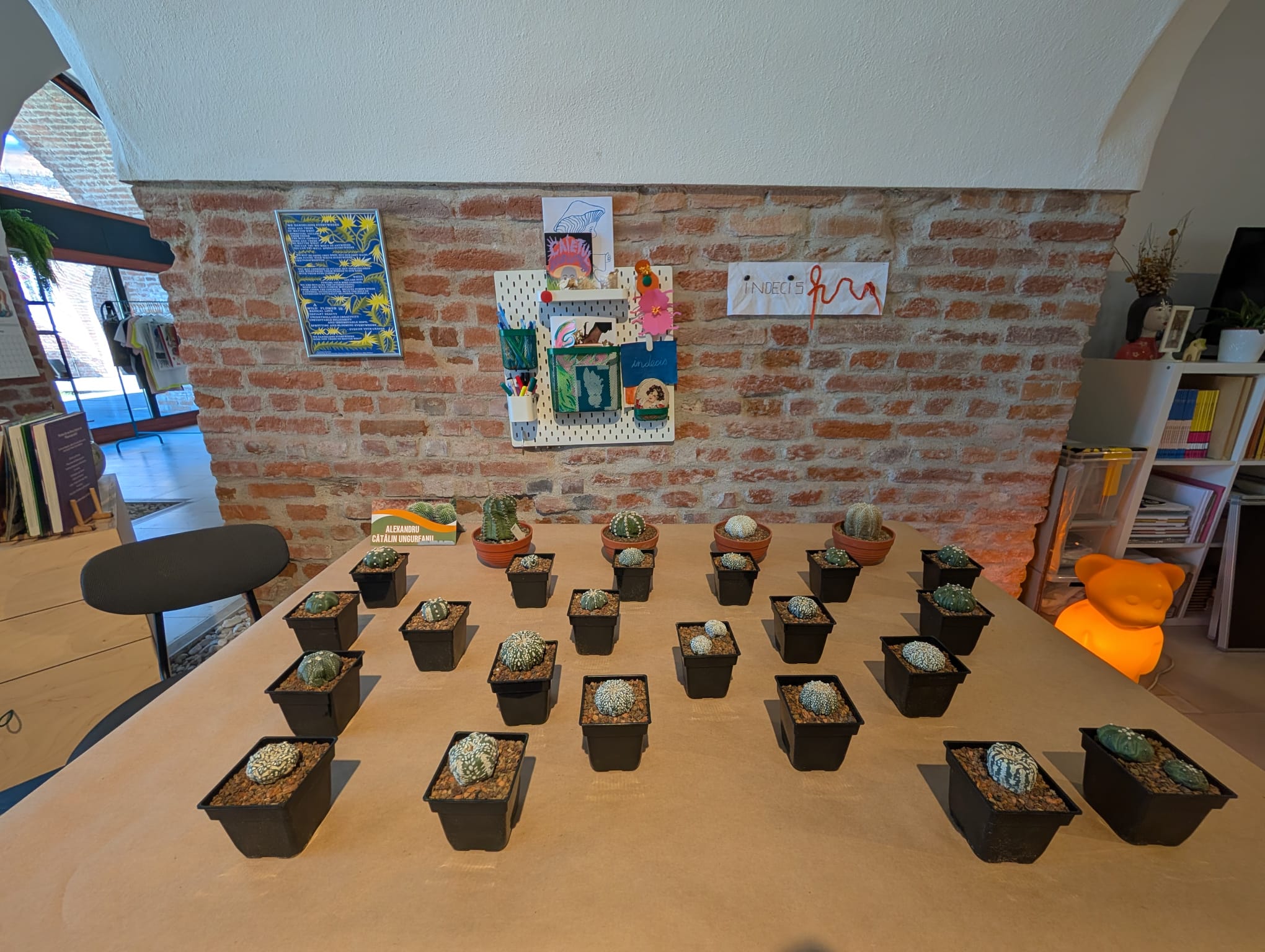 cactusi (4)