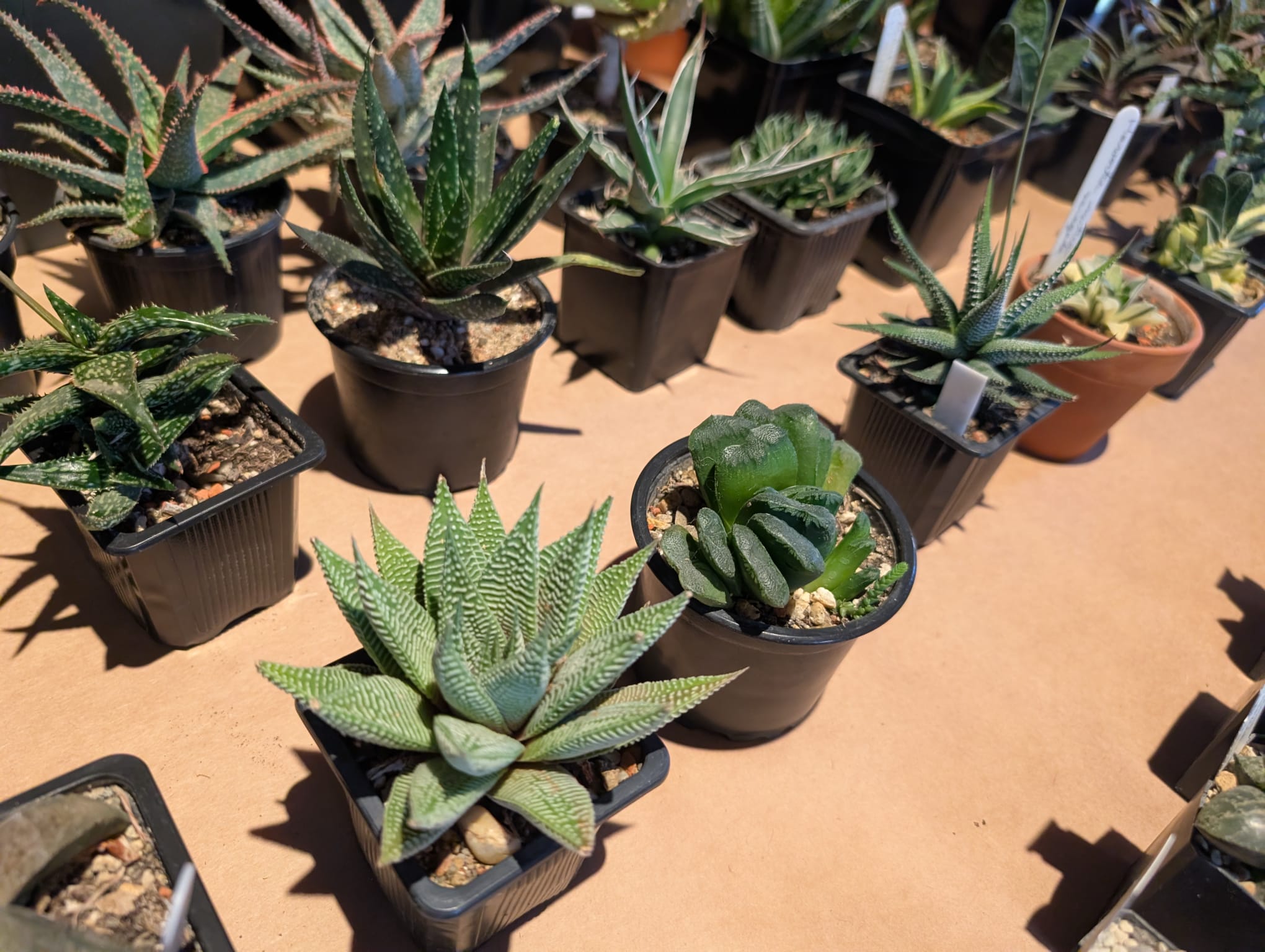 cactusi (5)