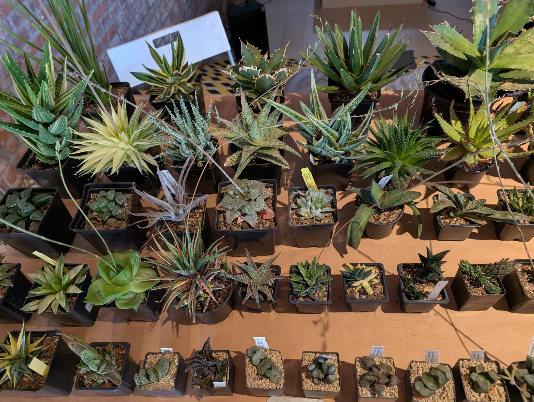 cactusi (6)