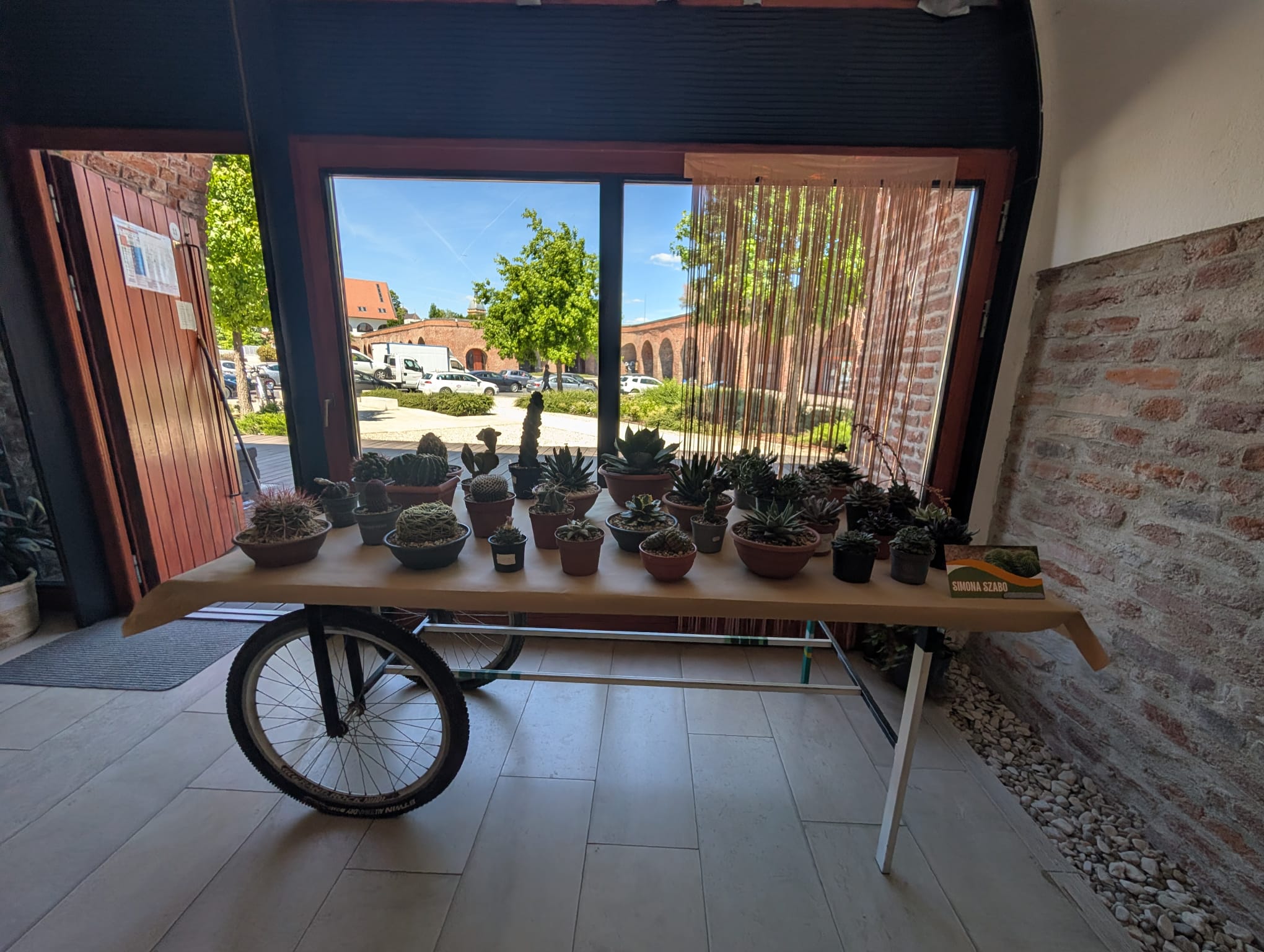 cactusi (7)