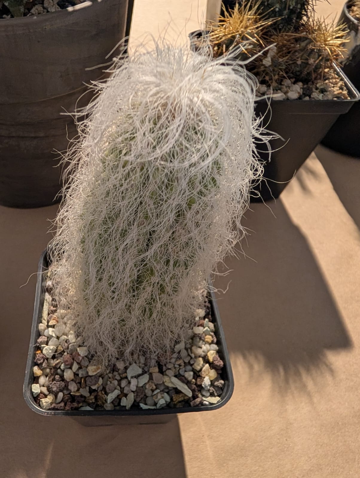 cactusi (8)