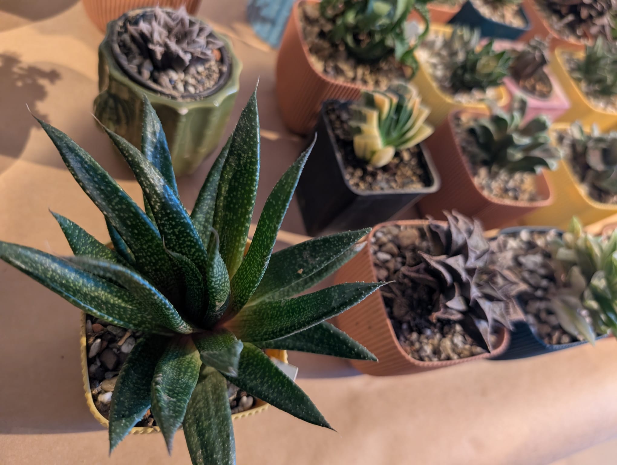 cactusi (9)