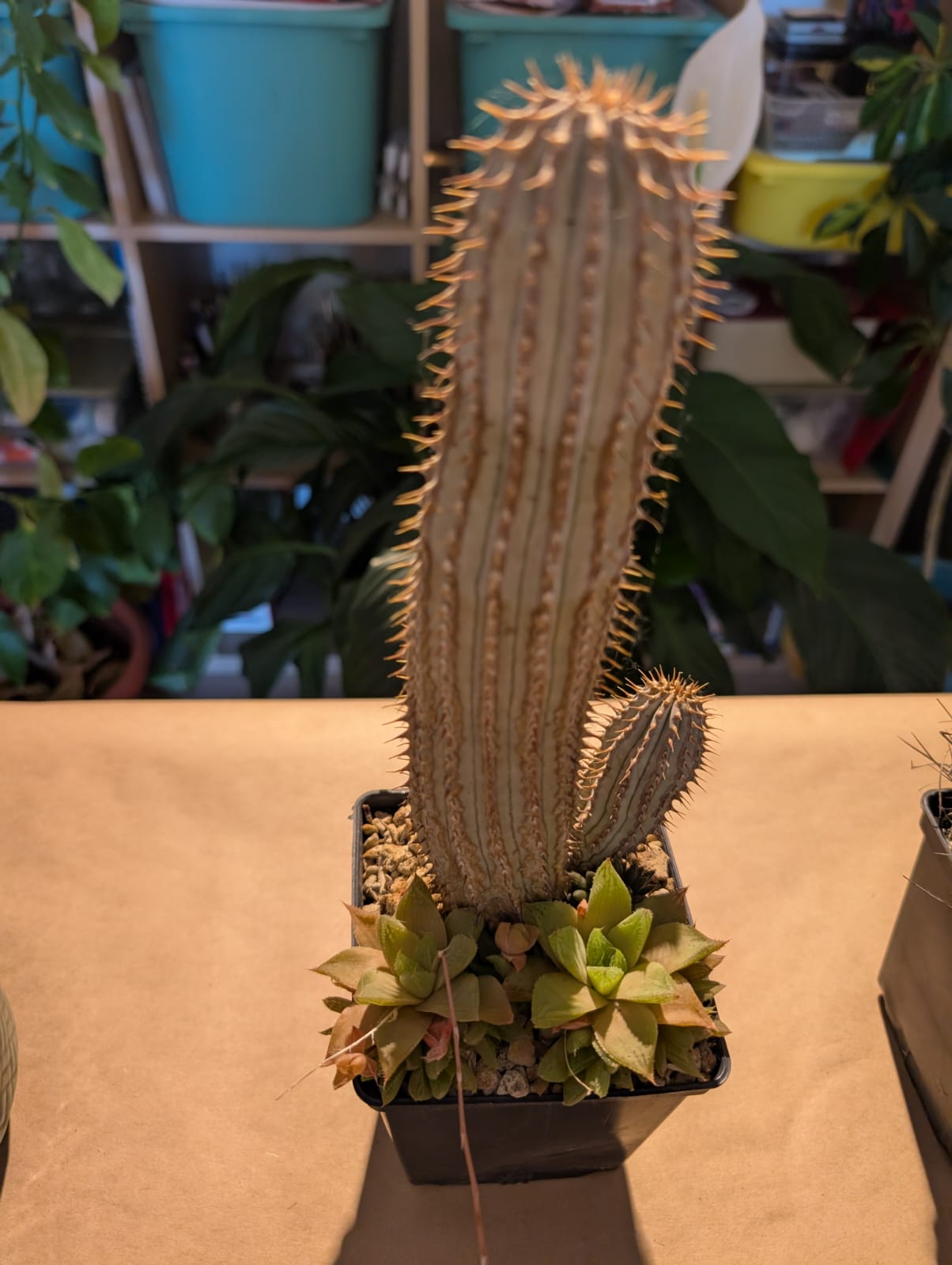 cactusi (10)