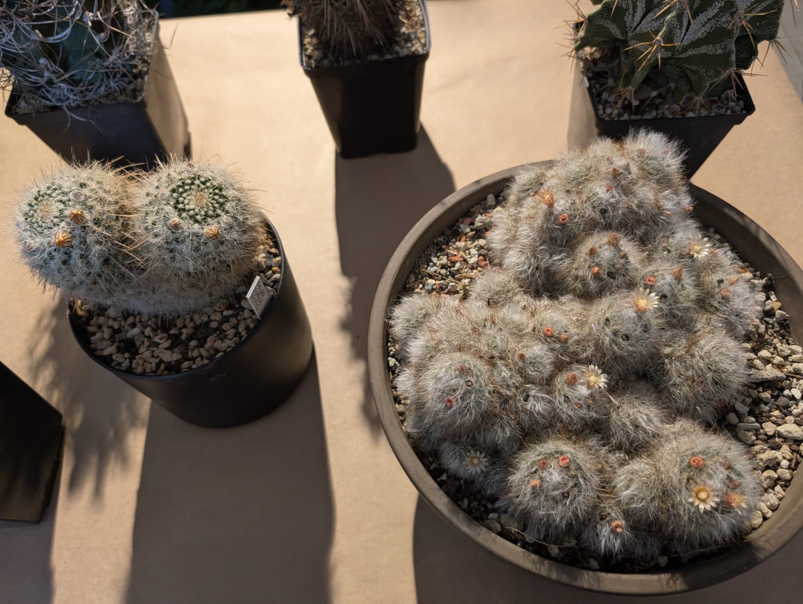 cactusi (11)